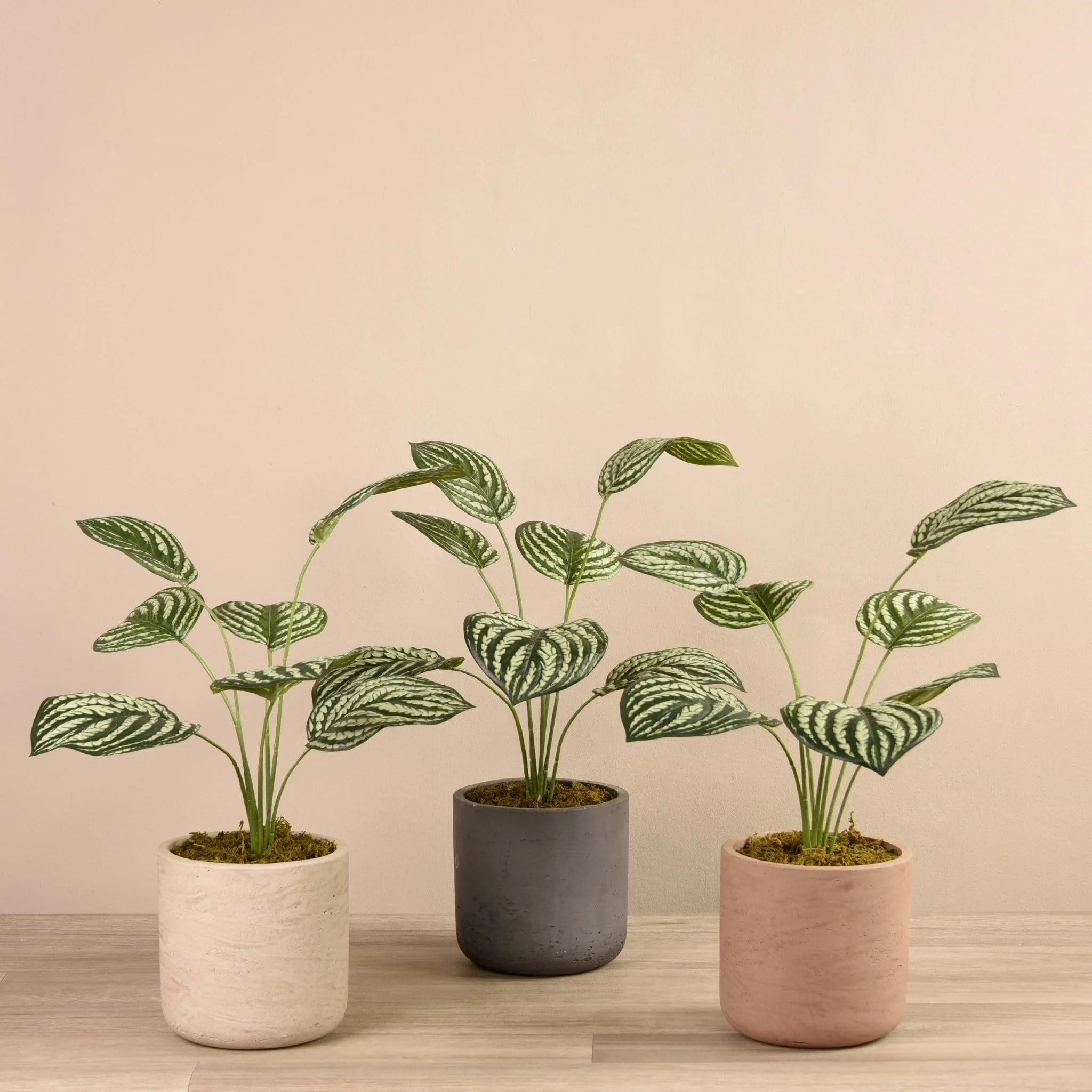 Artificial Peperomia in Concrete Pot