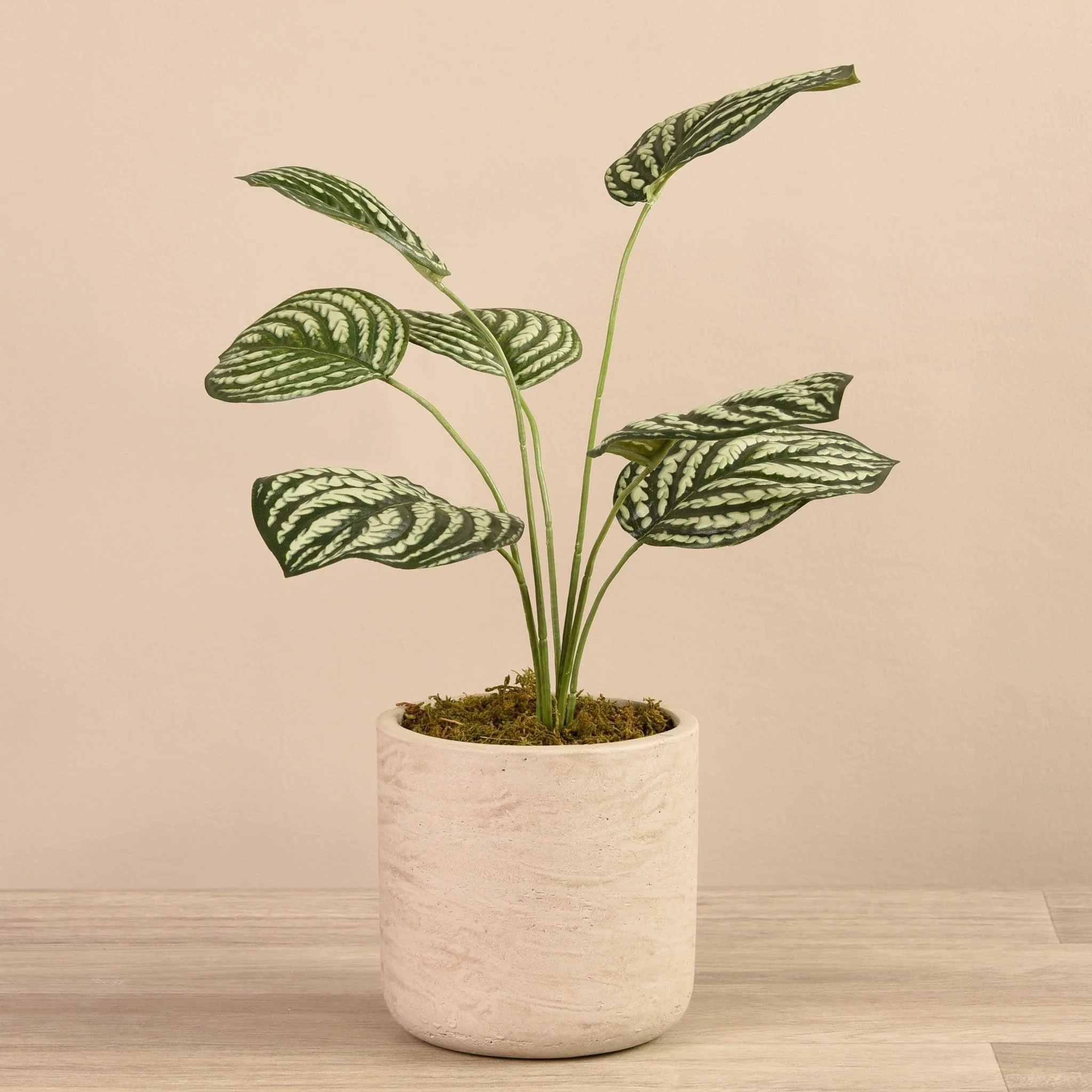 Artificial Peperomia in Concrete Pot - Image 2