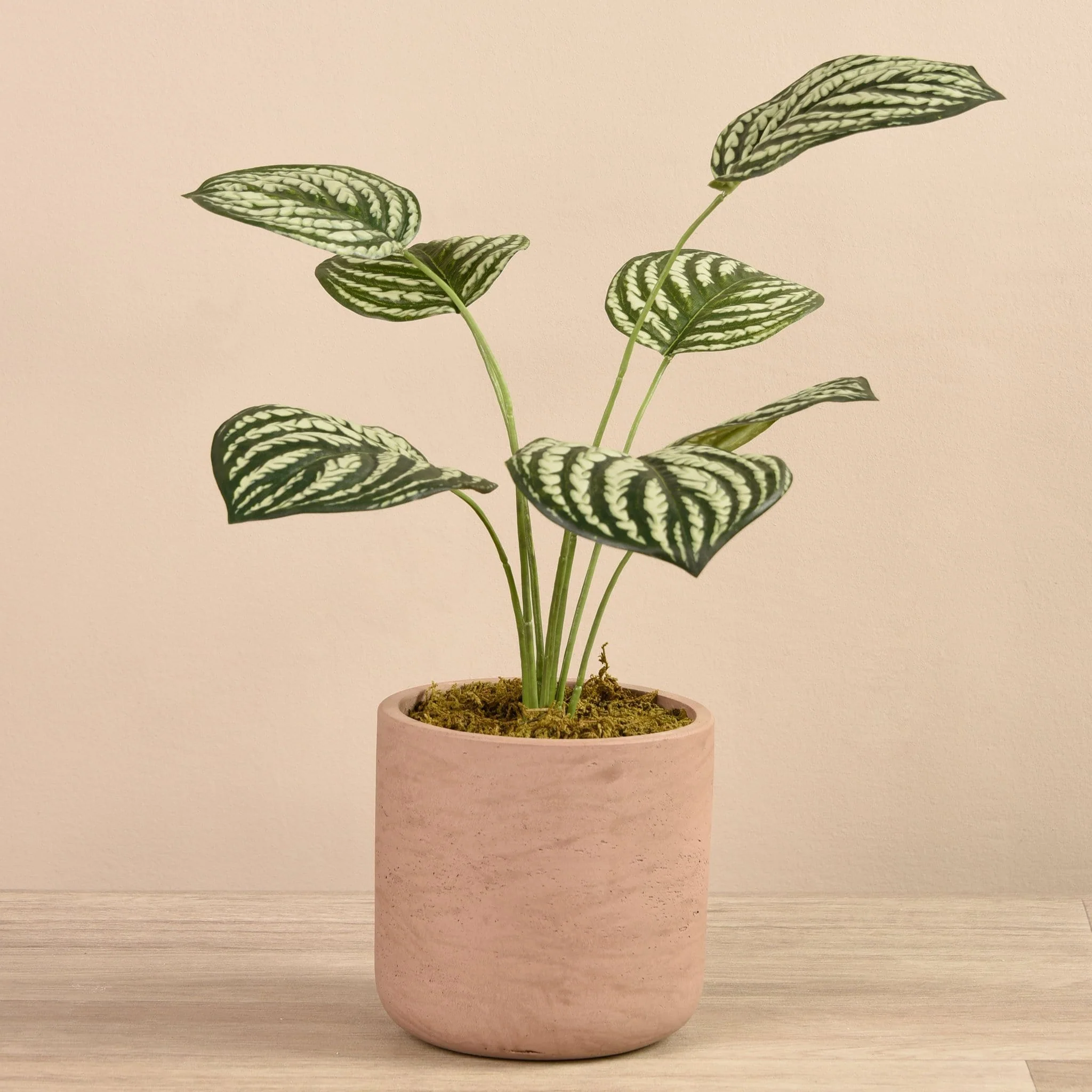 Artificial Peperomia in Concrete Pot - Image 3