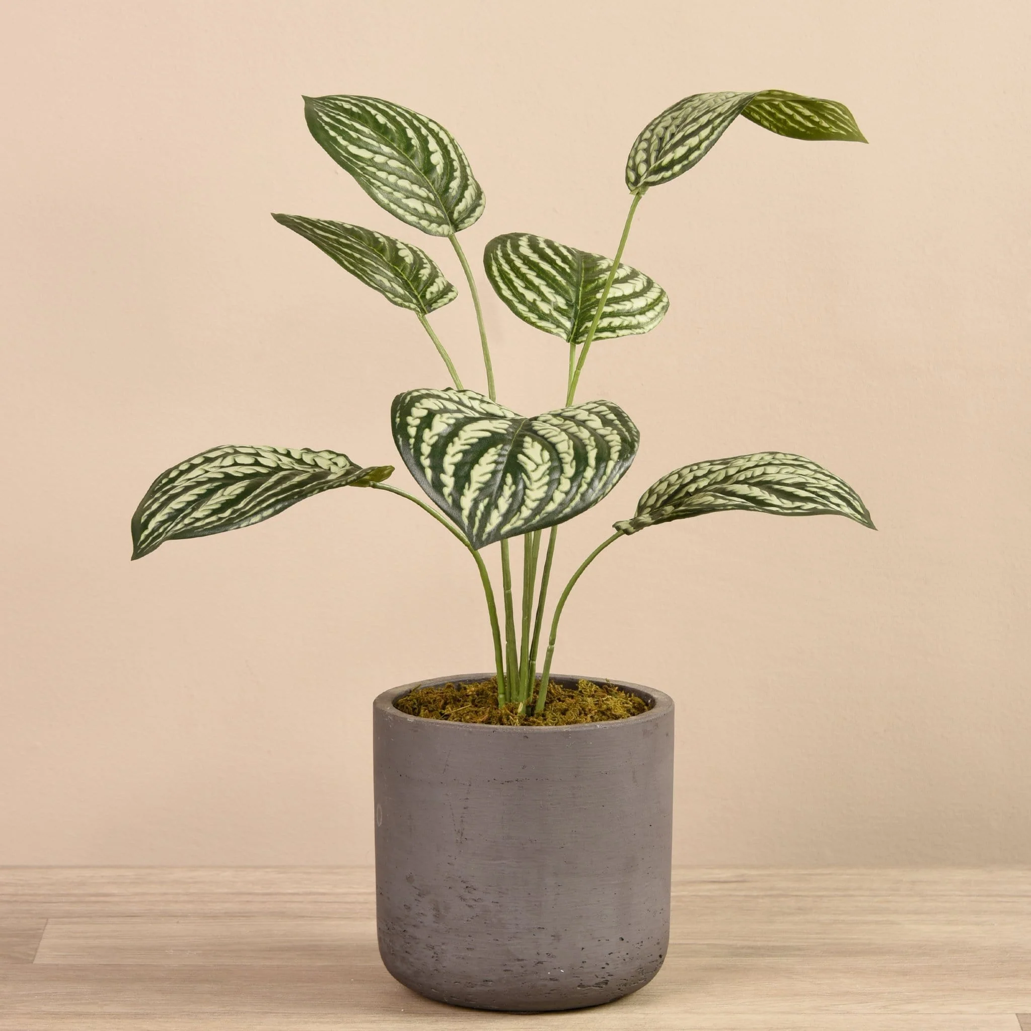 Artificial Peperomia in Concrete Pot - Image 4