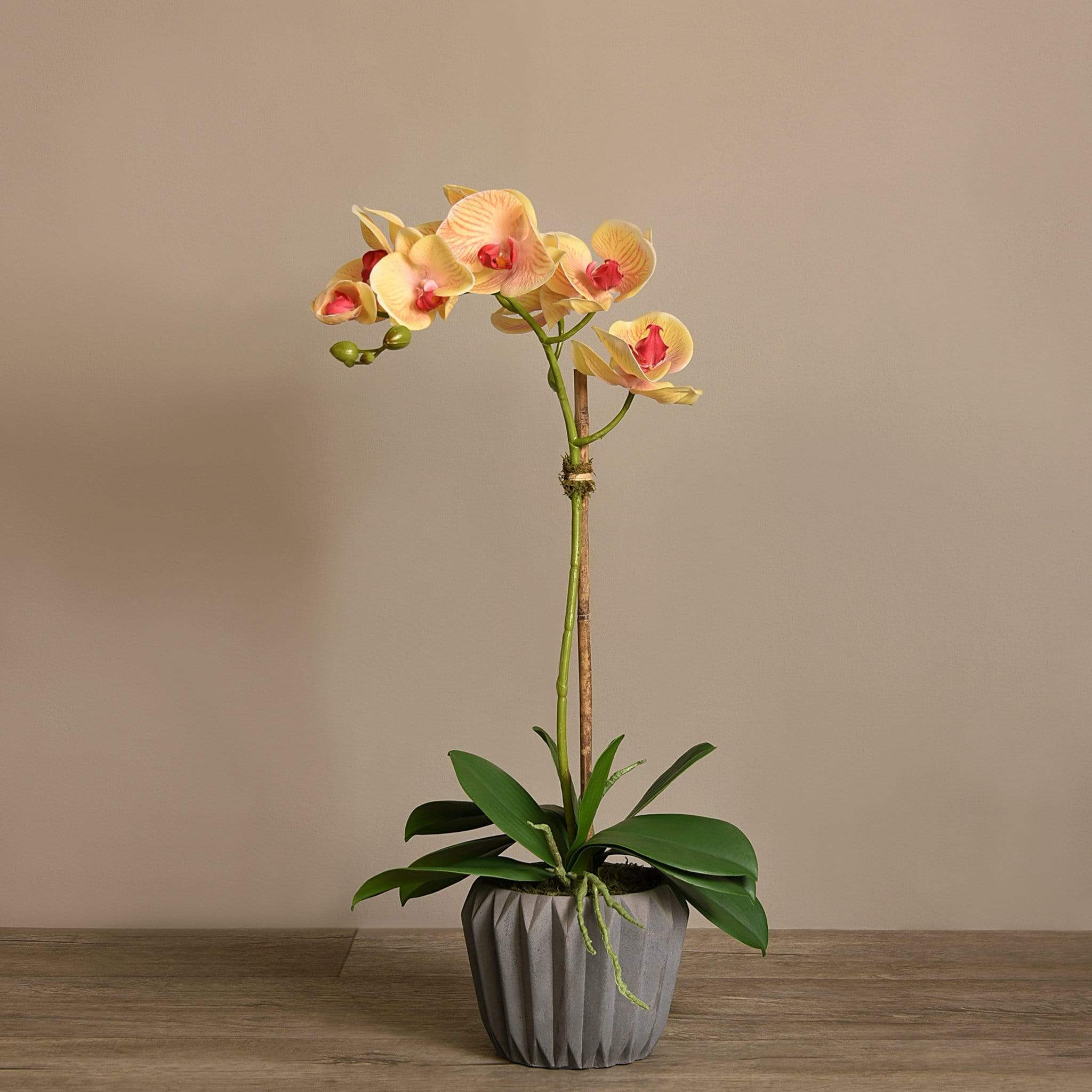 Modern Orchid Arrangement - Image 16