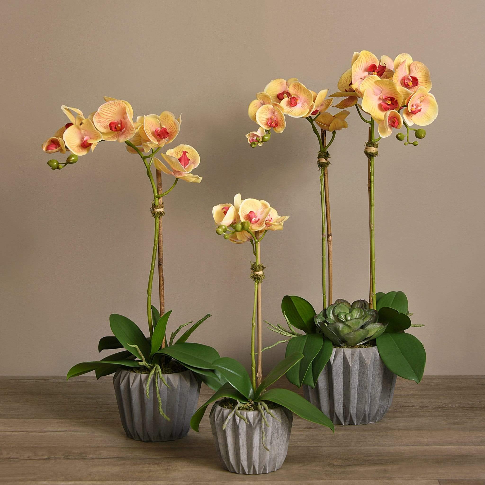 Modern Orchid Arrangement - Image 18