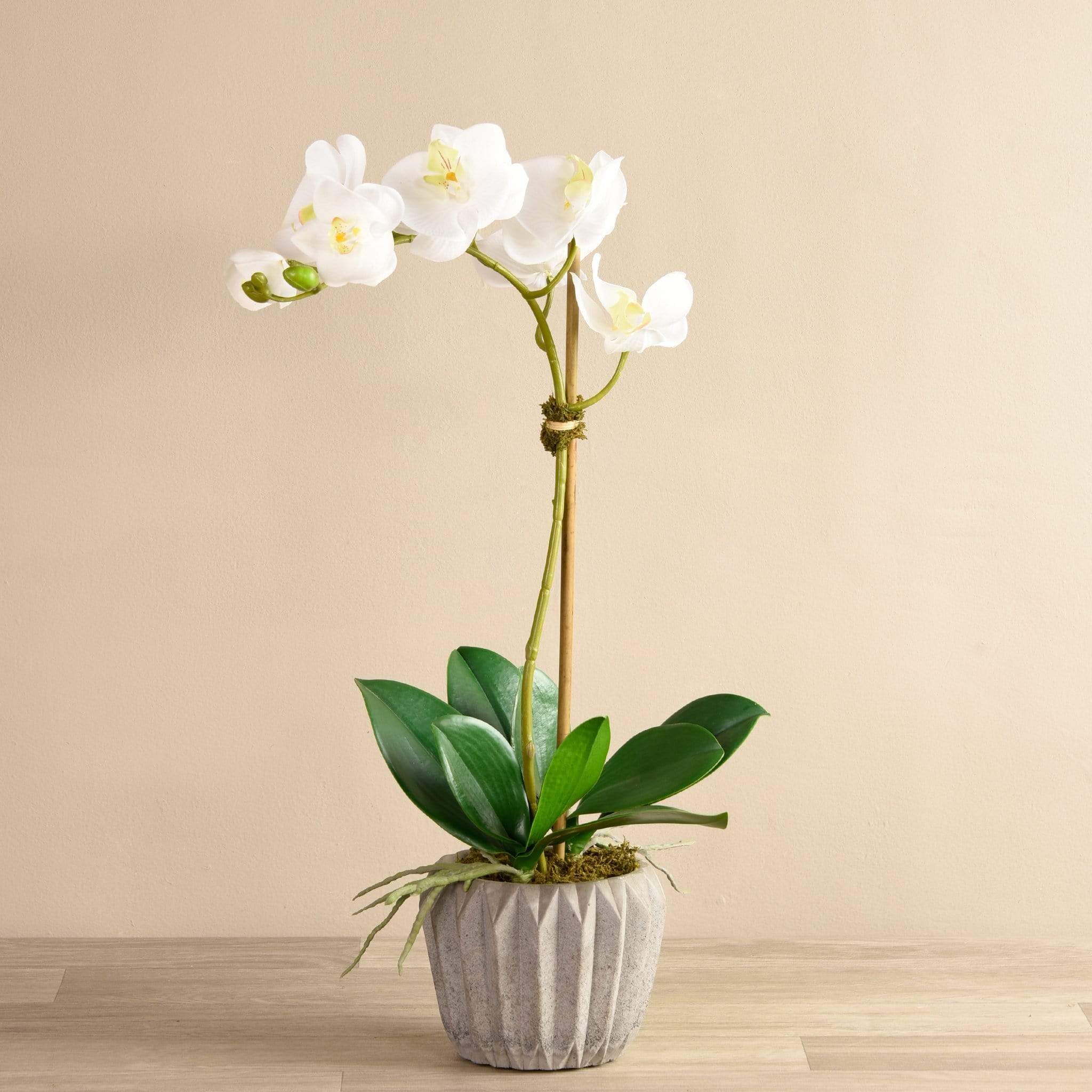 Modern Orchid Arrangement - Image 3