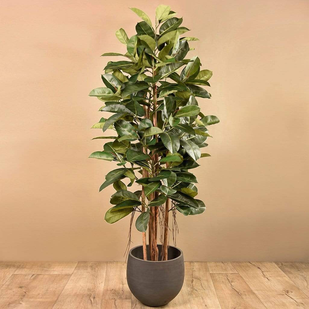 Artificial Rubber Tree 180cm