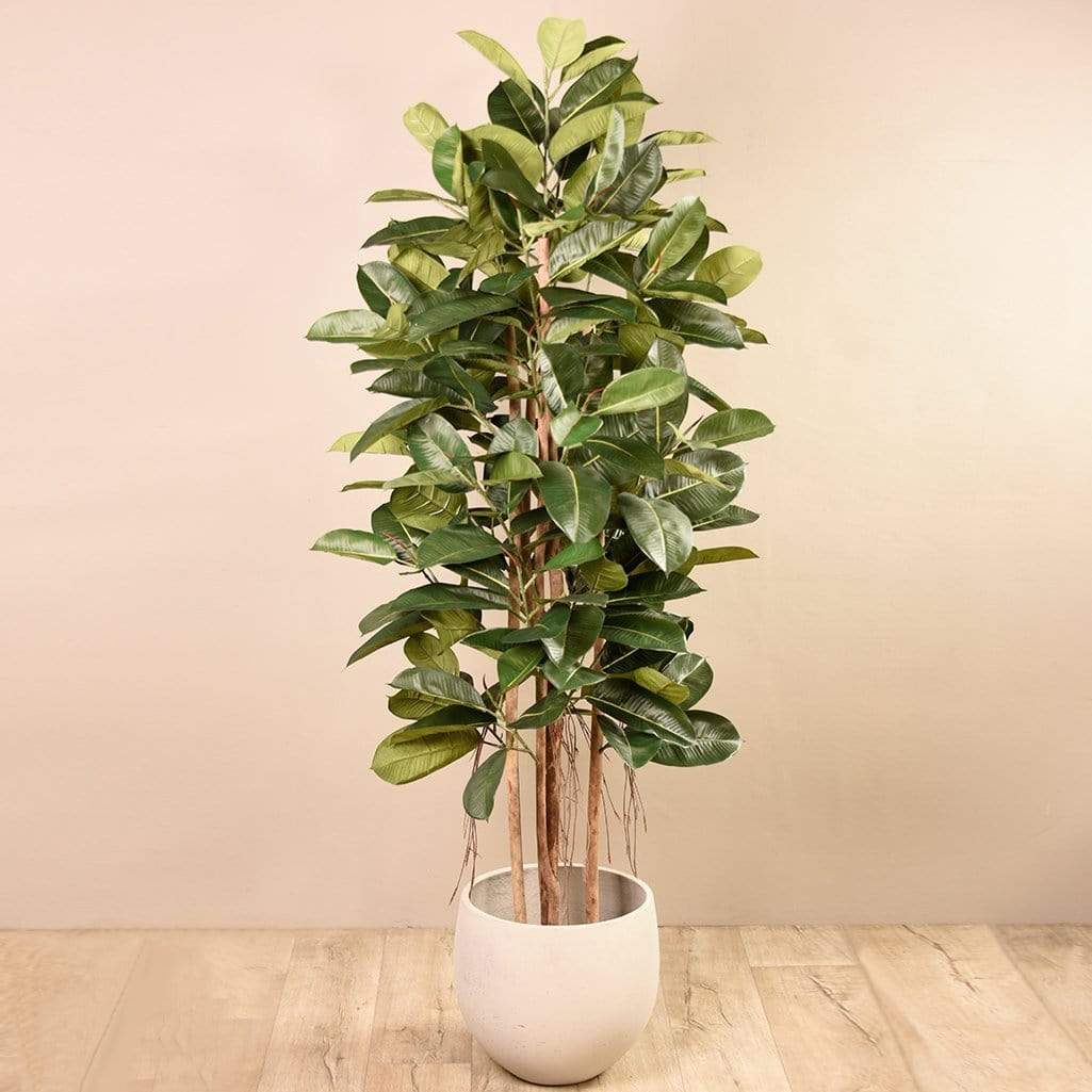 Artificial Rubber Tree 180cm - Image 5