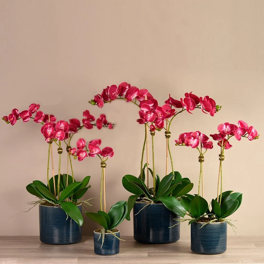 Placid Orchid Arrangement - Image 2