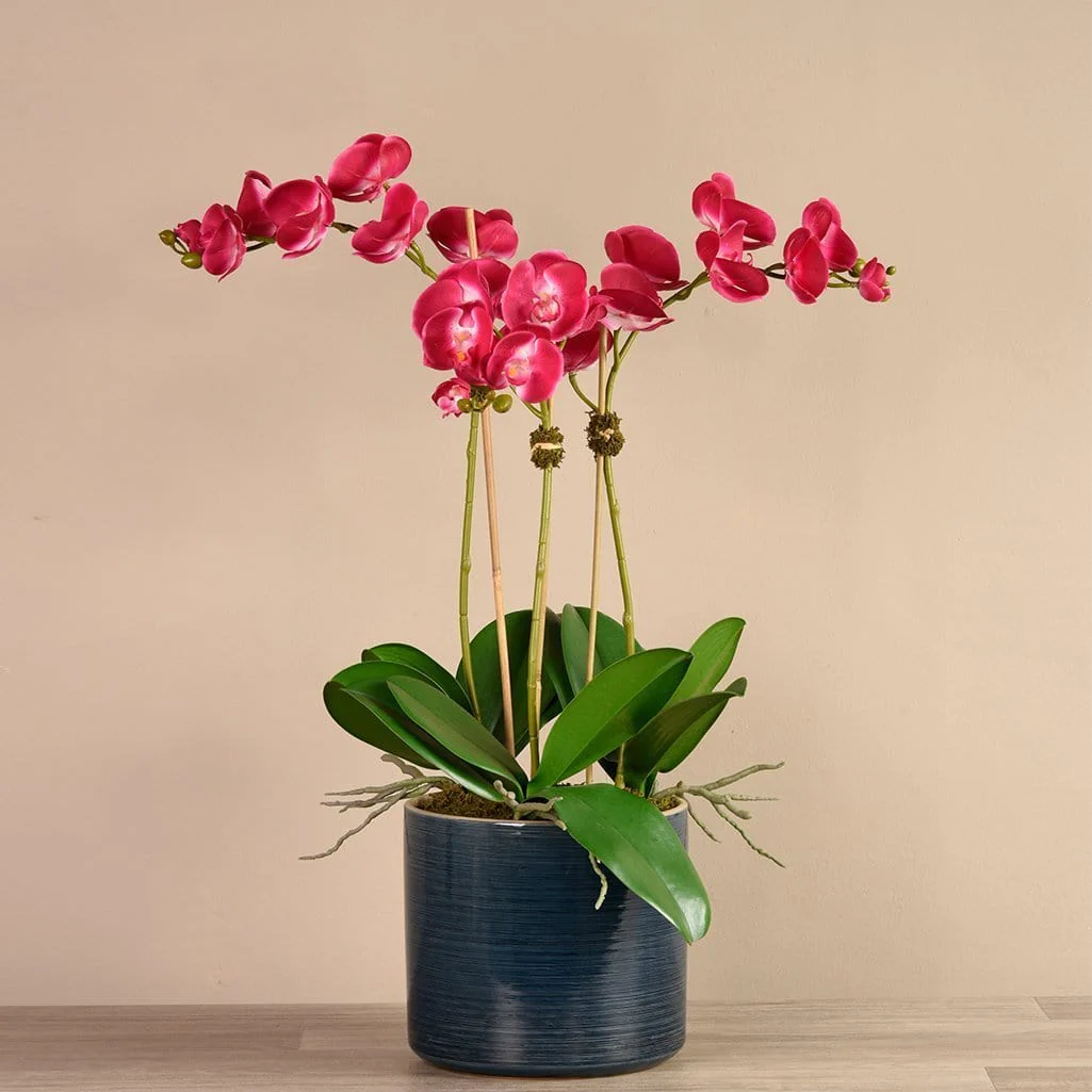 Placid Orchid Arrangement - Image 8