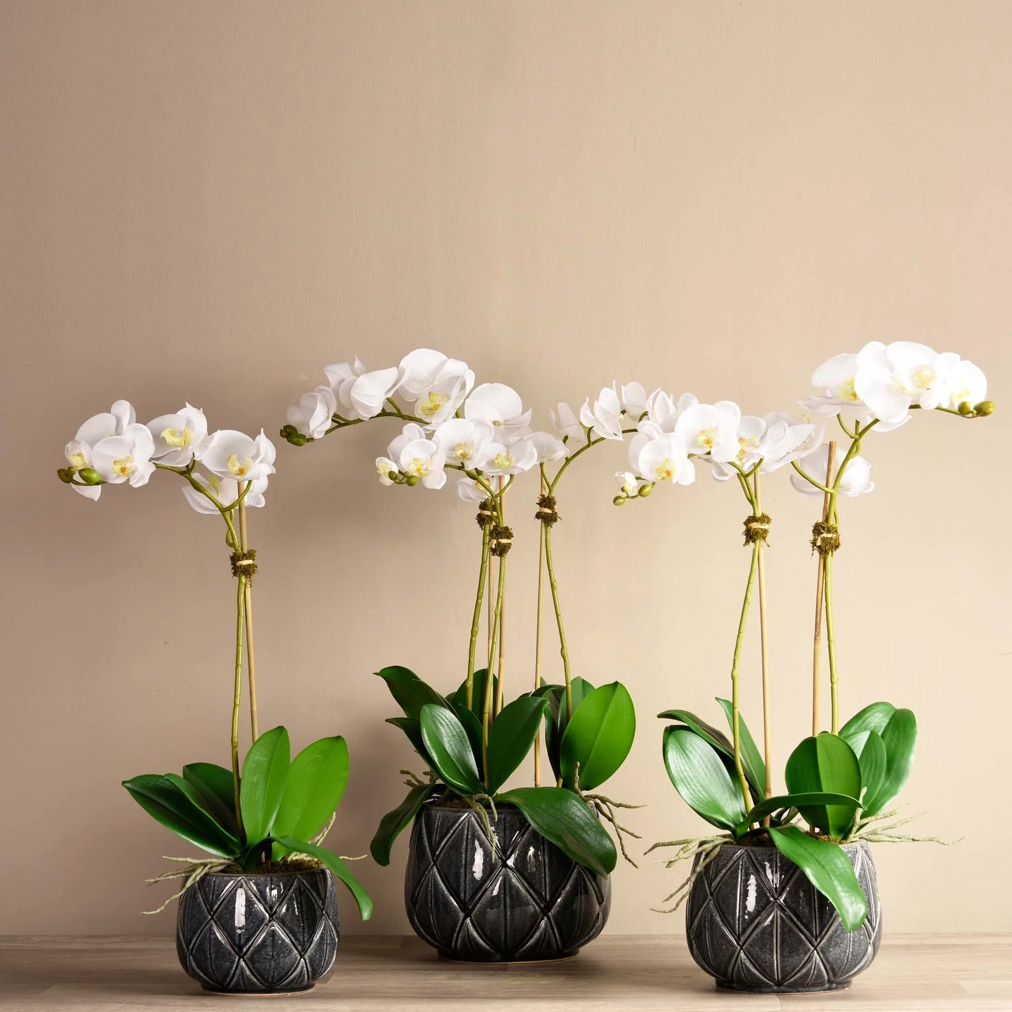 Stella Orchid Arrangement