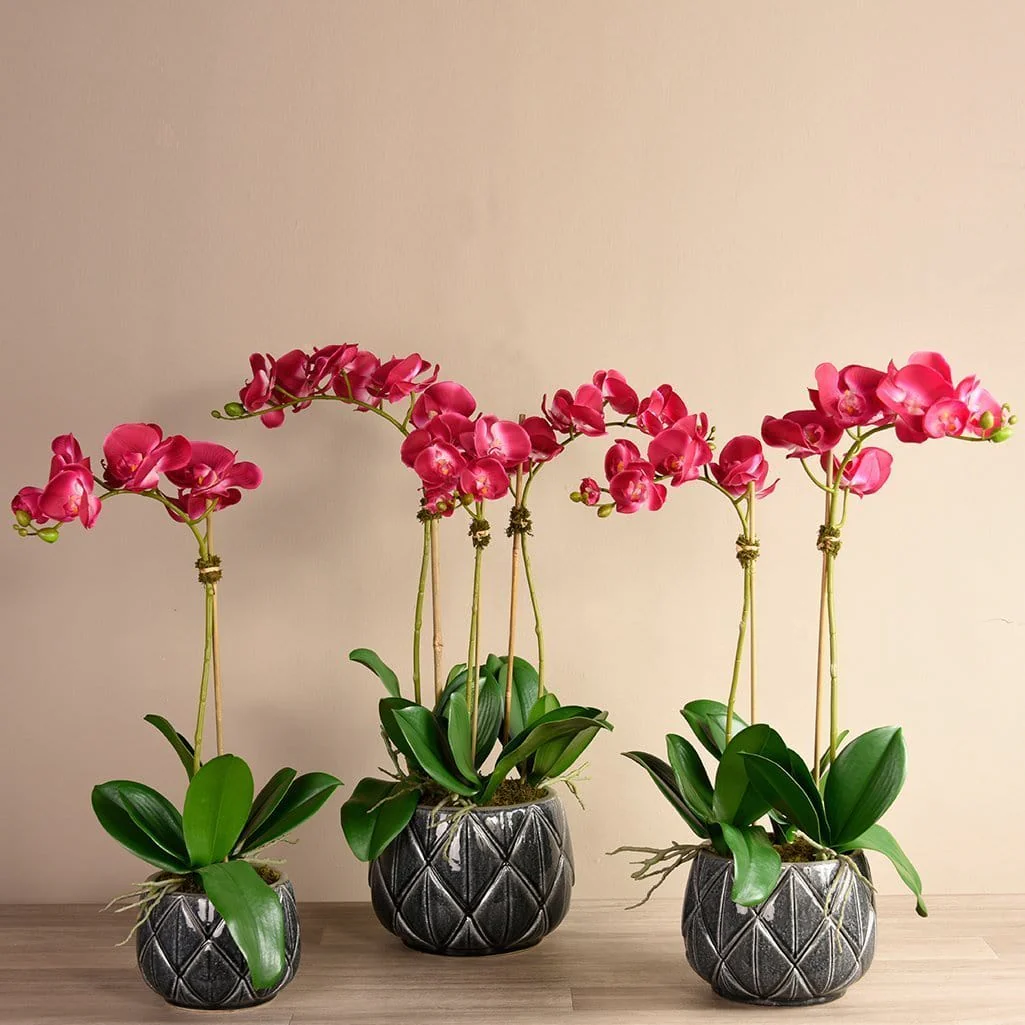 Stella Orchid Arrangement - Image 2