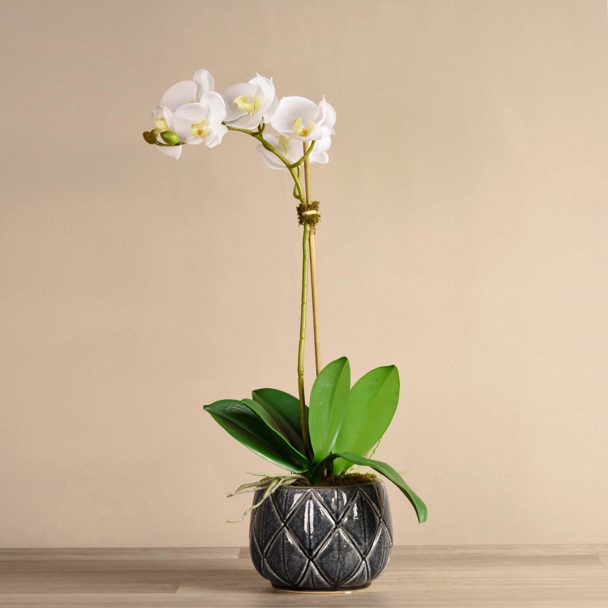 Stella Orchid Arrangement - Image 3