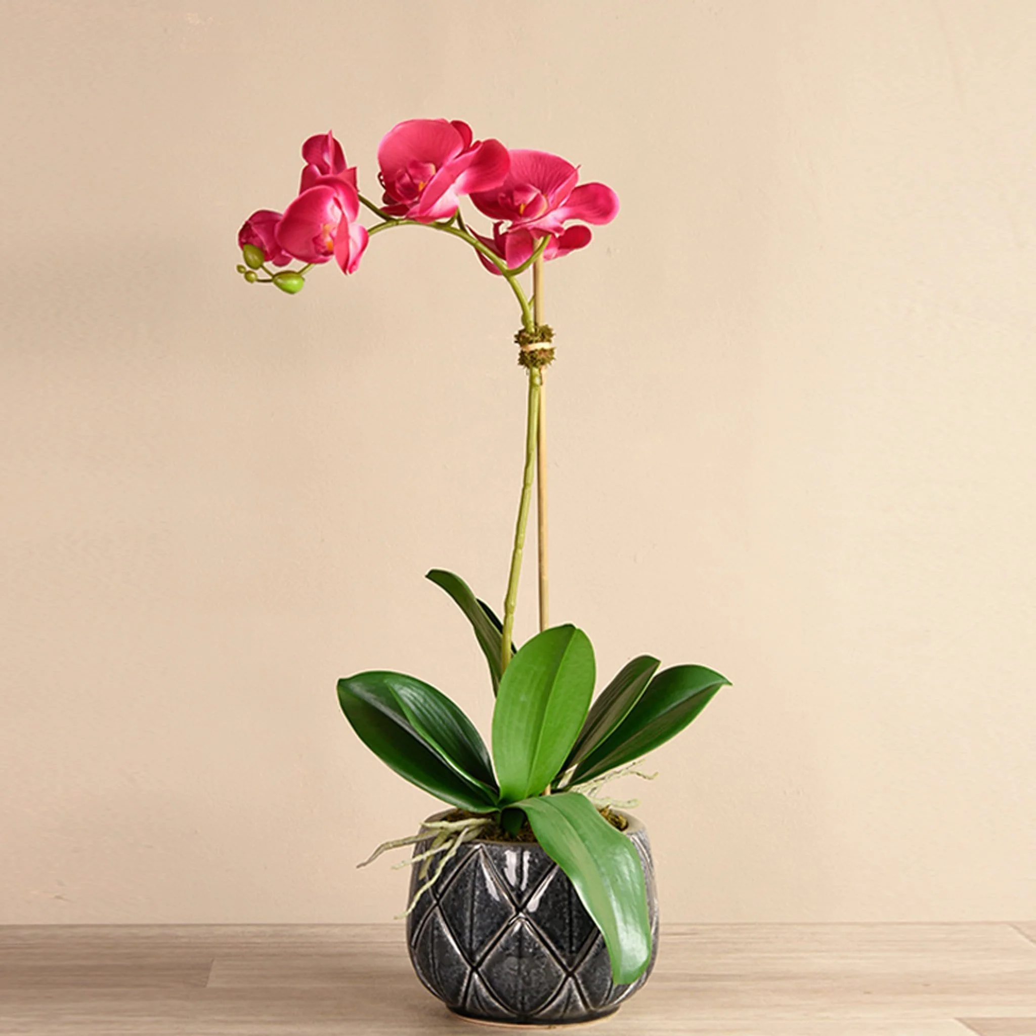Stella Orchid Arrangement - Image 4