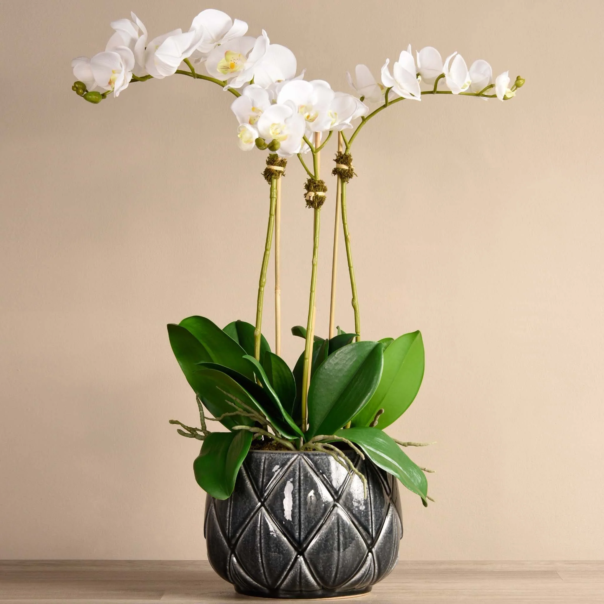 Stella Orchid Arrangement - Image 7