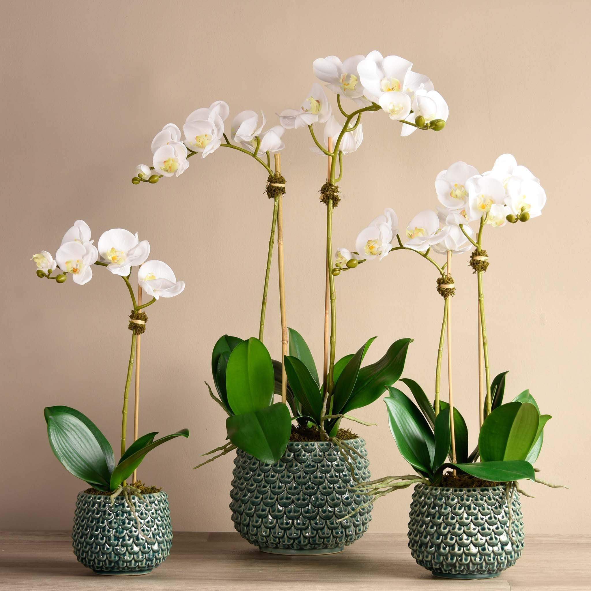 Pearl Orchid Arrangement