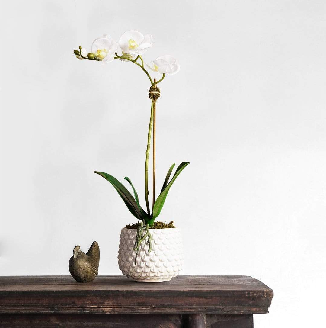 Pearl Orchid Arrangement - Image 9