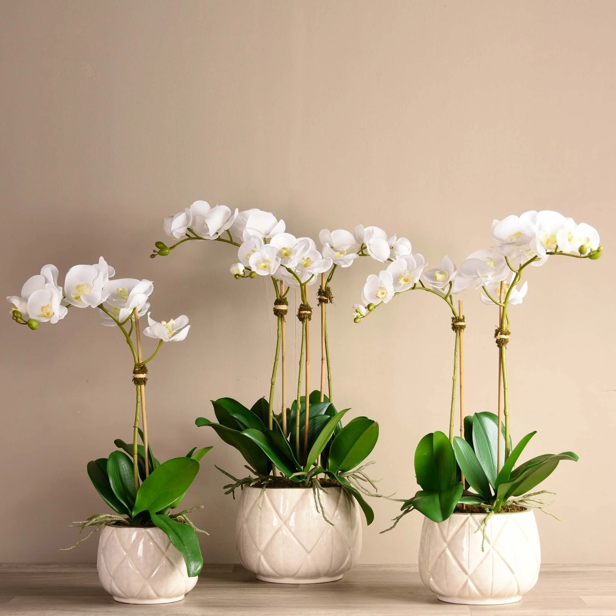 Stella Orchid Arrangement
