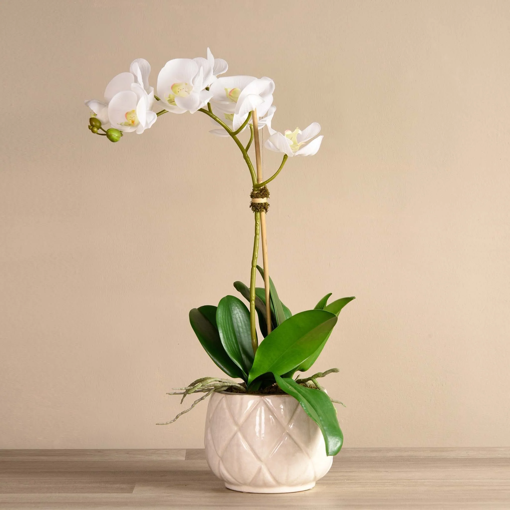 Stella Orchid Arrangement - Image 2