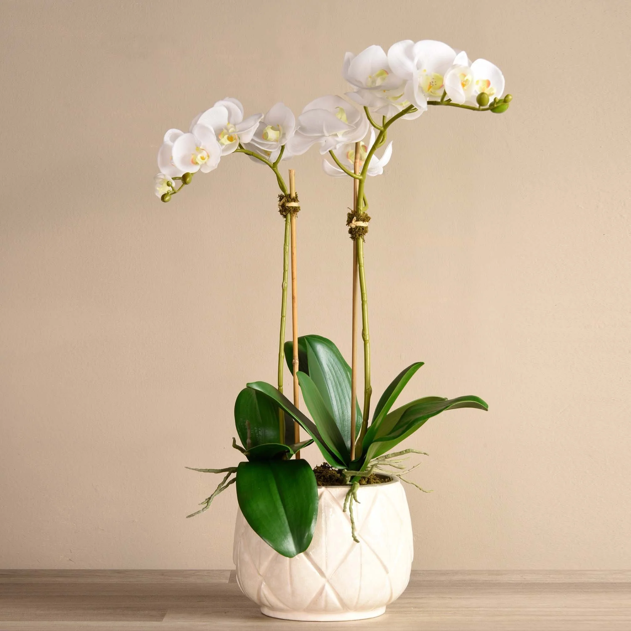 Stella Orchid Arrangement - Image 3