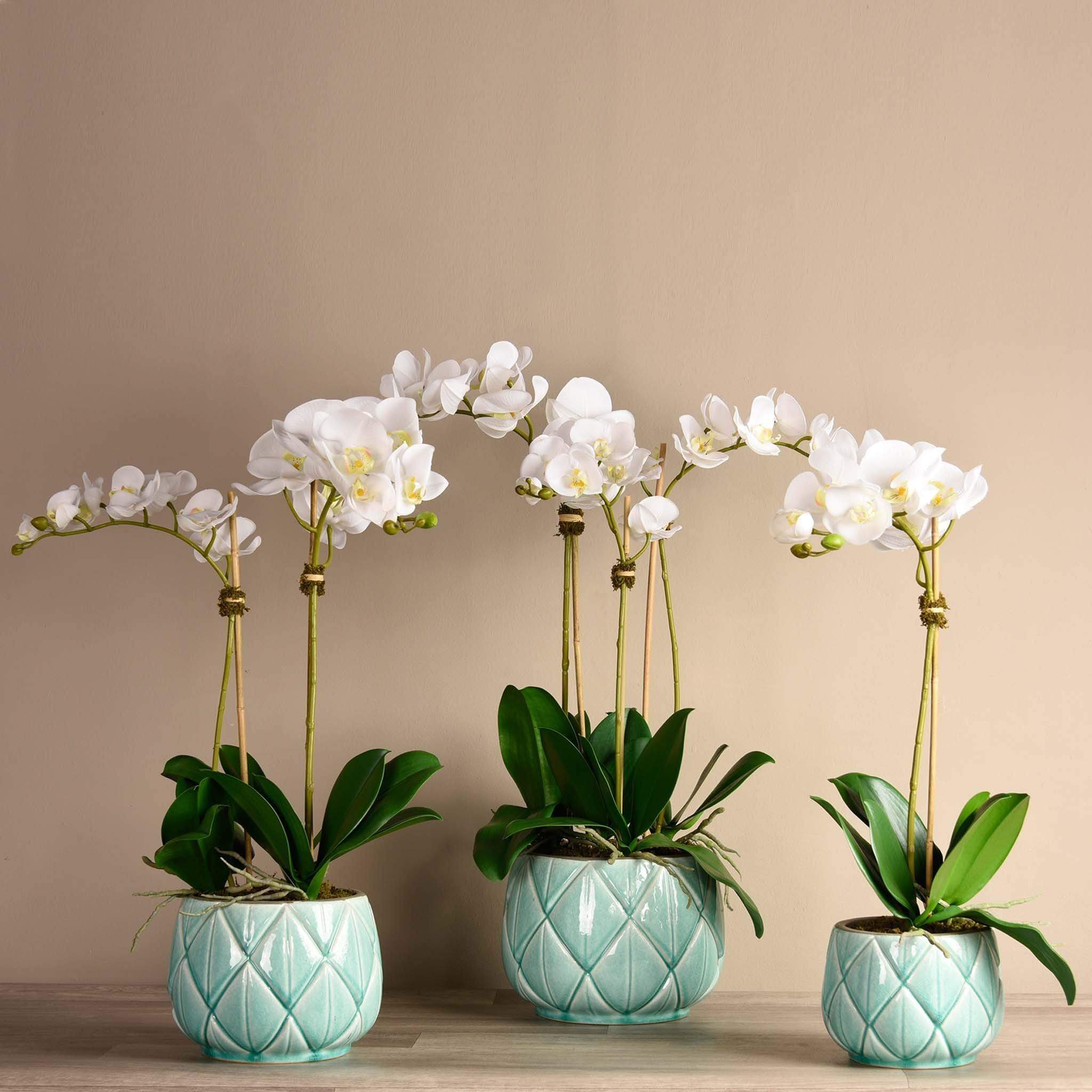 Stella Orchid Arrangement