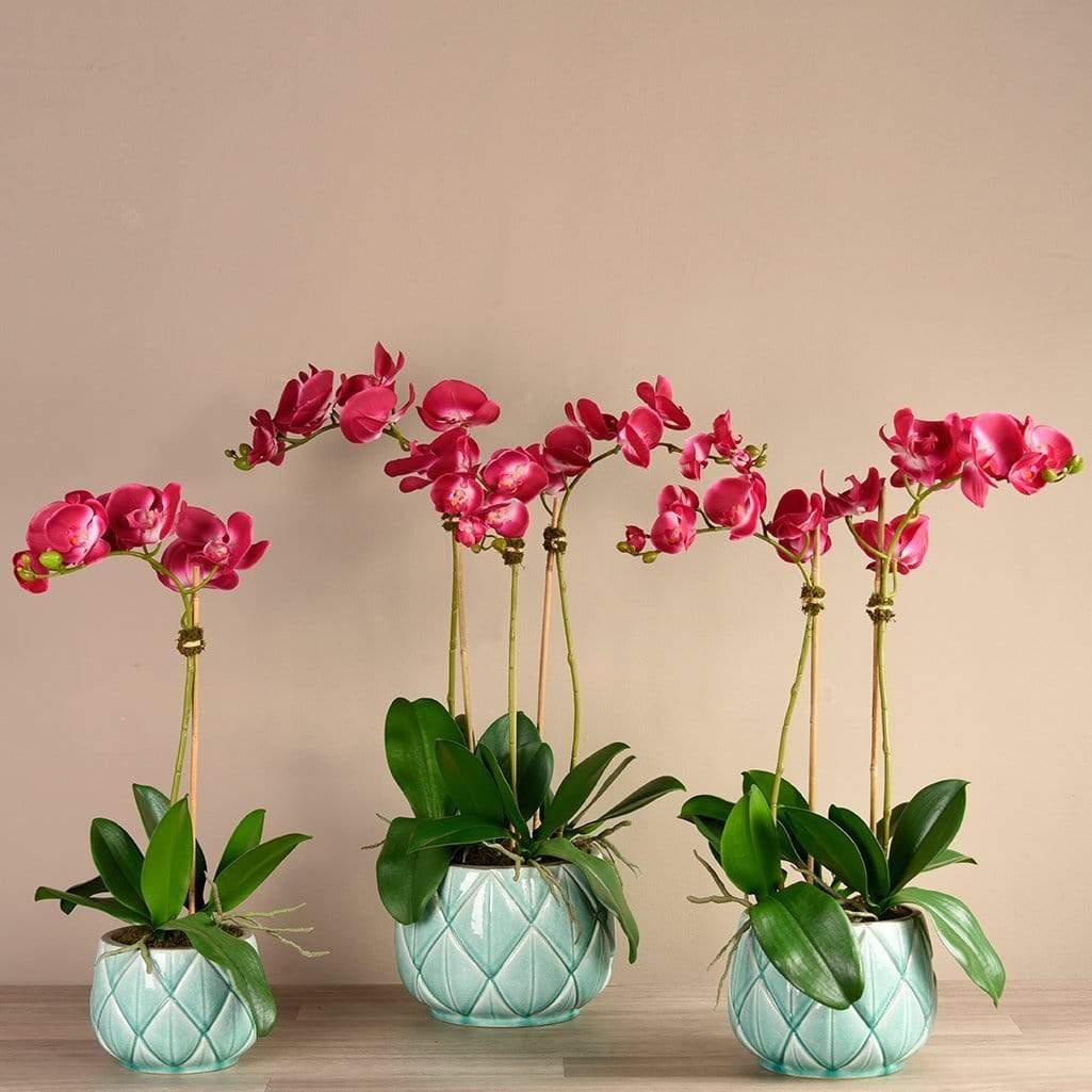 Stella Orchid Arrangement - Image 2