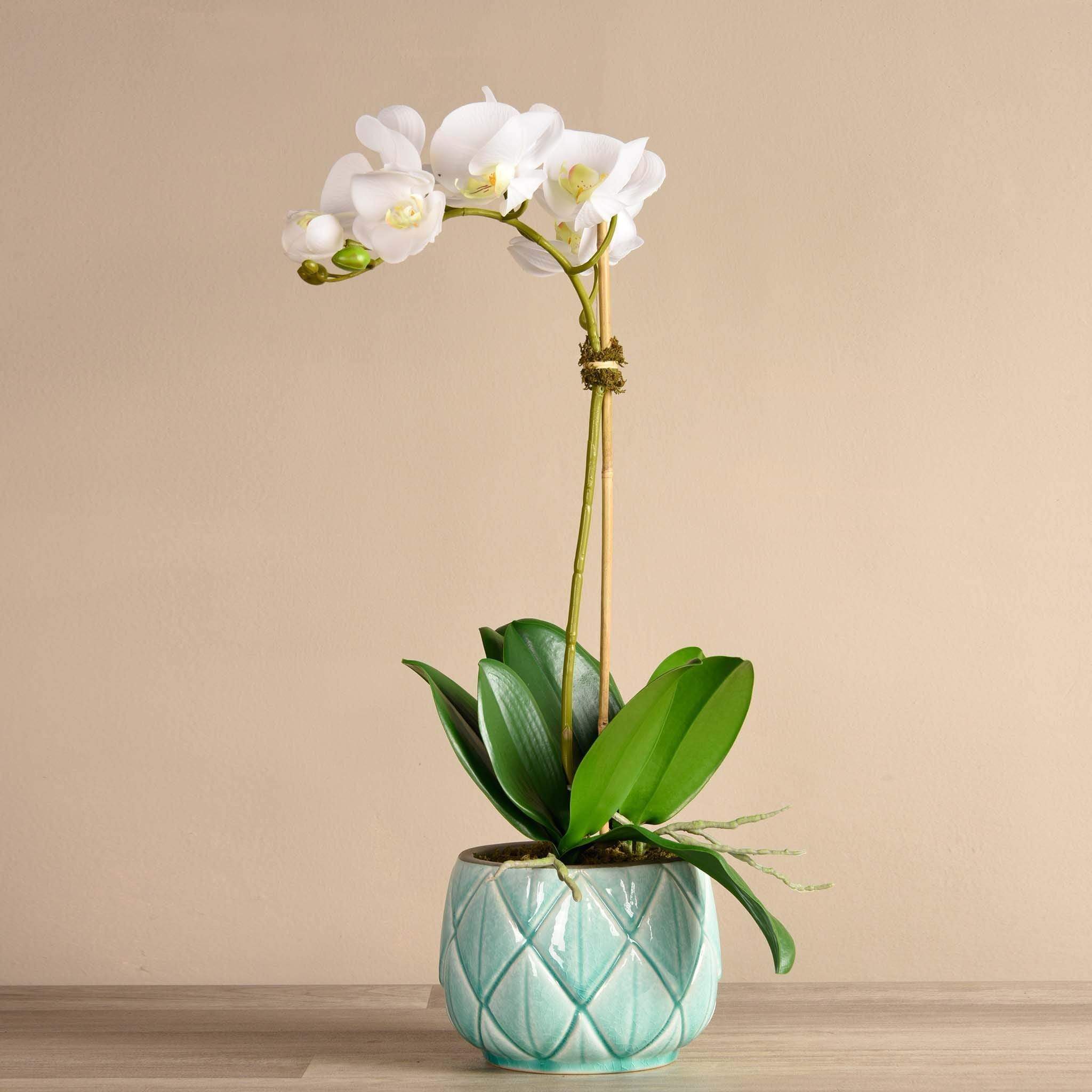 Stella Orchid Arrangement - Image 3