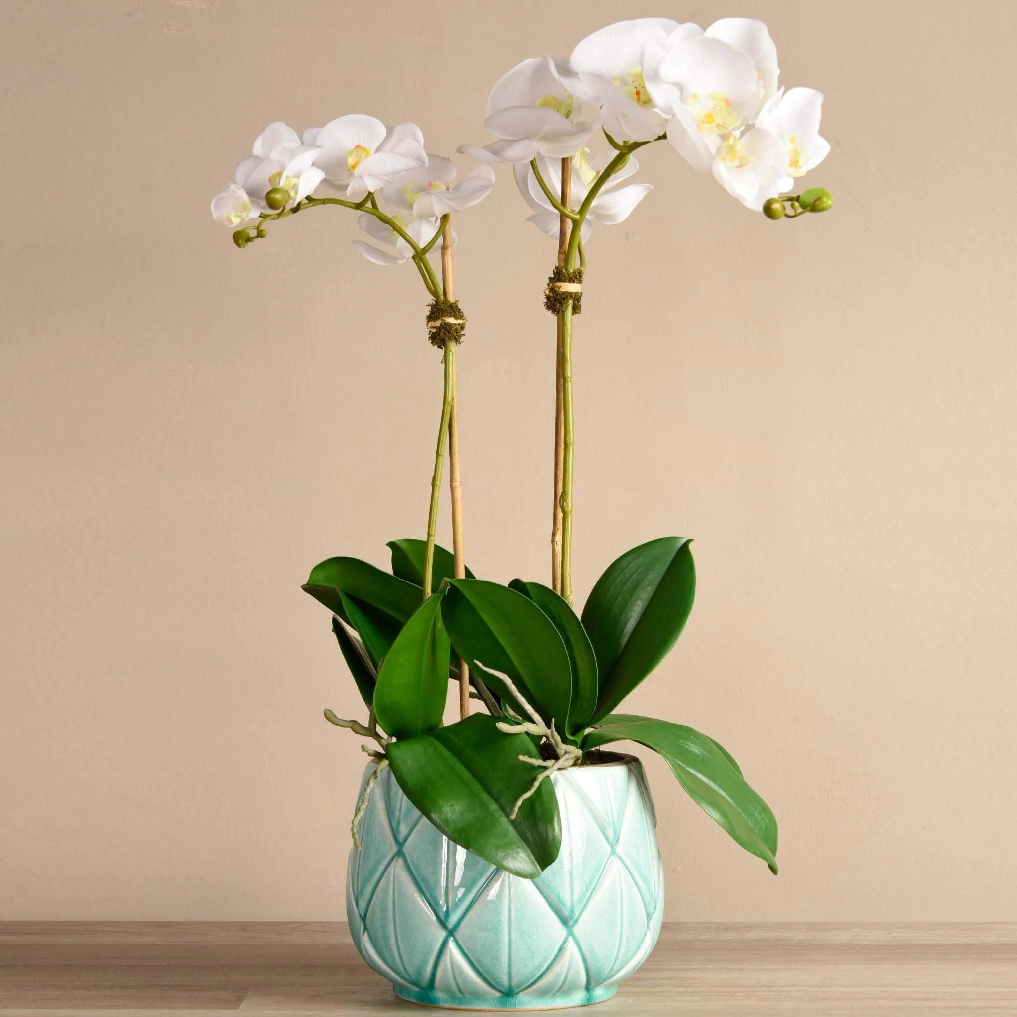 Stella Orchid Arrangement - Image 4