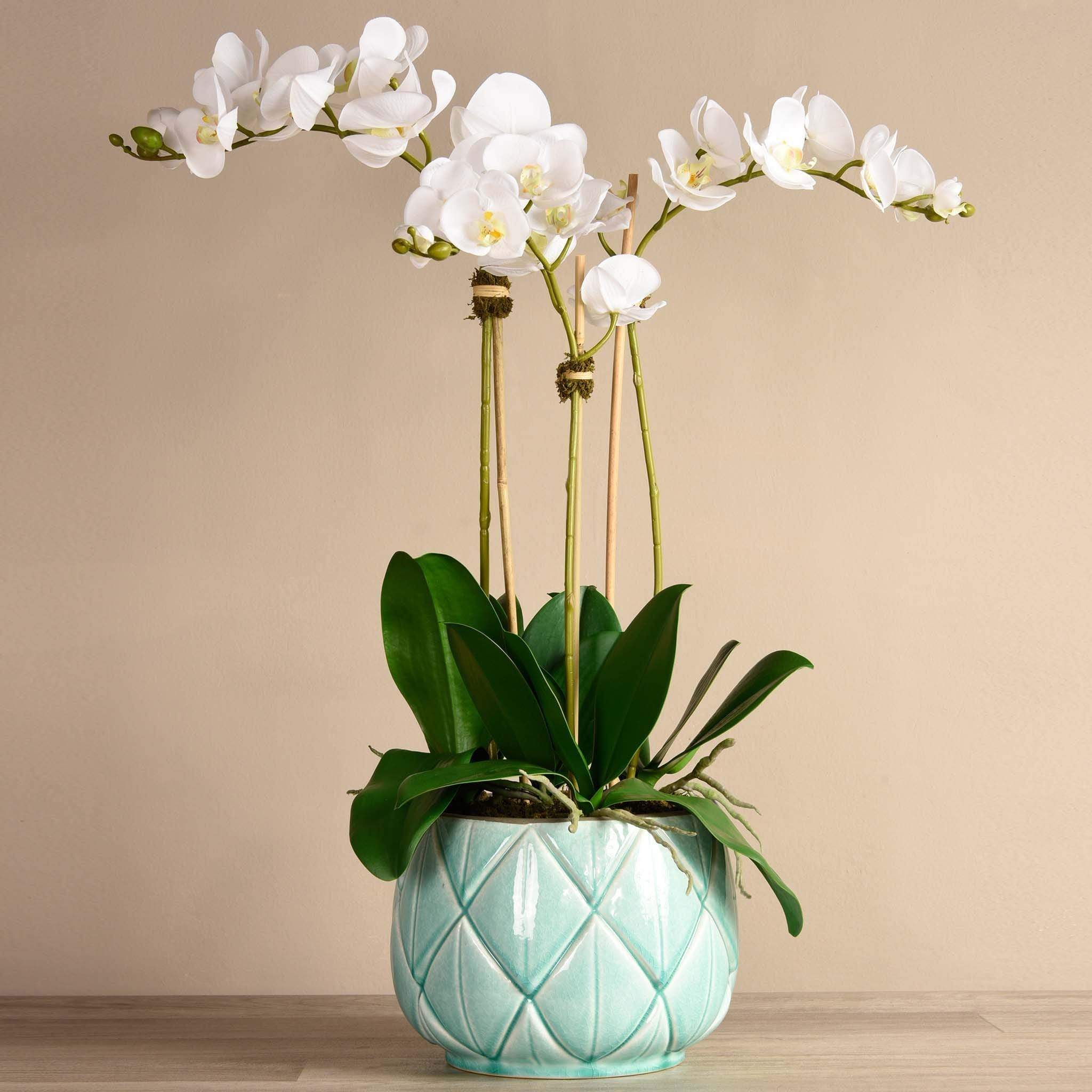 Stella Orchid Arrangement - Image 5