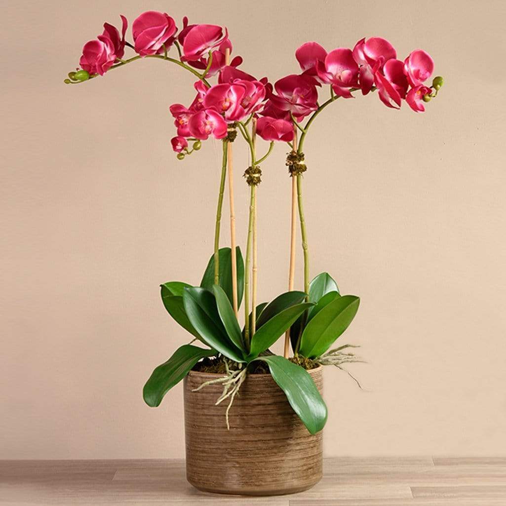 Placid Orchid Arrangement - Image 10