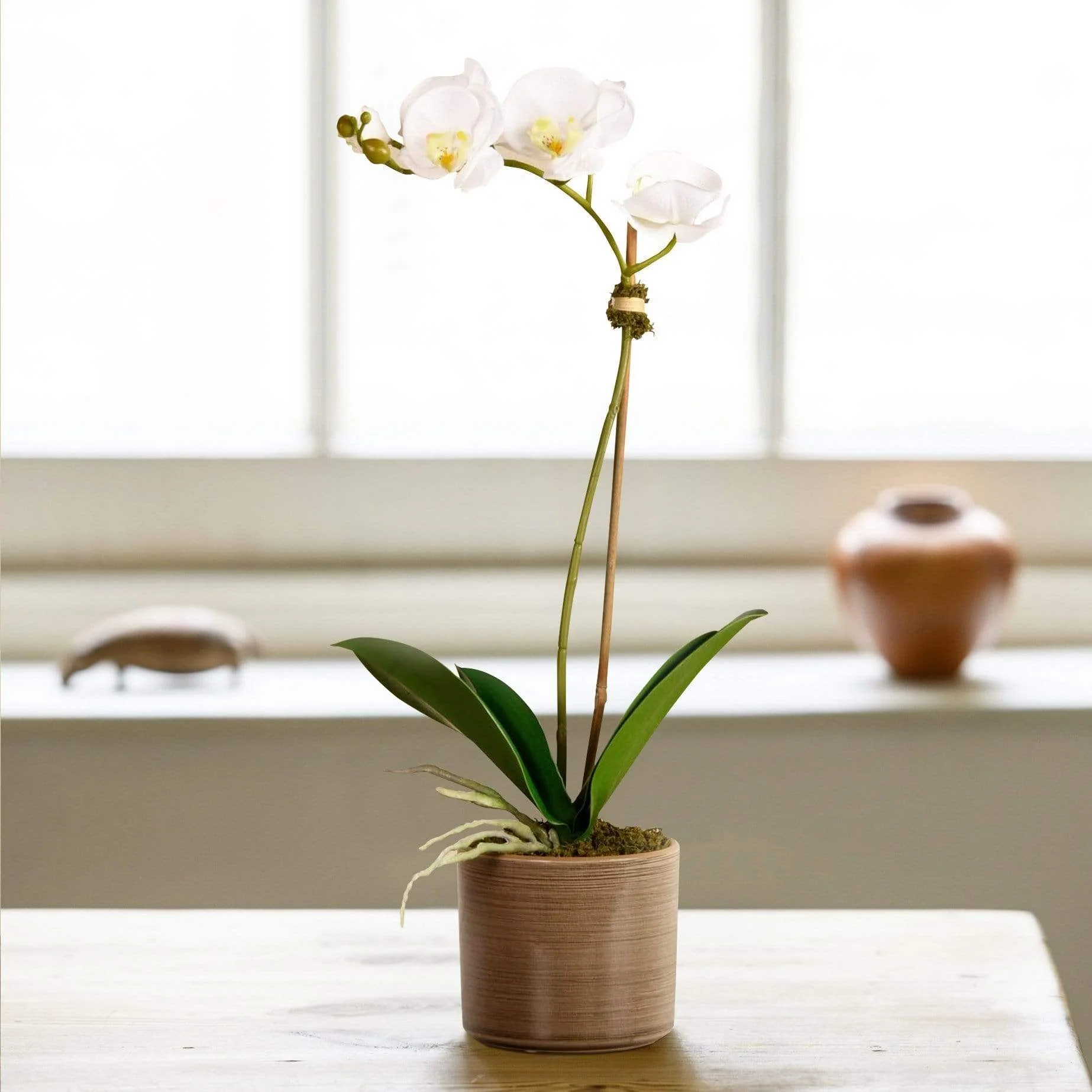 Placid Orchid Arrangement - Image 11