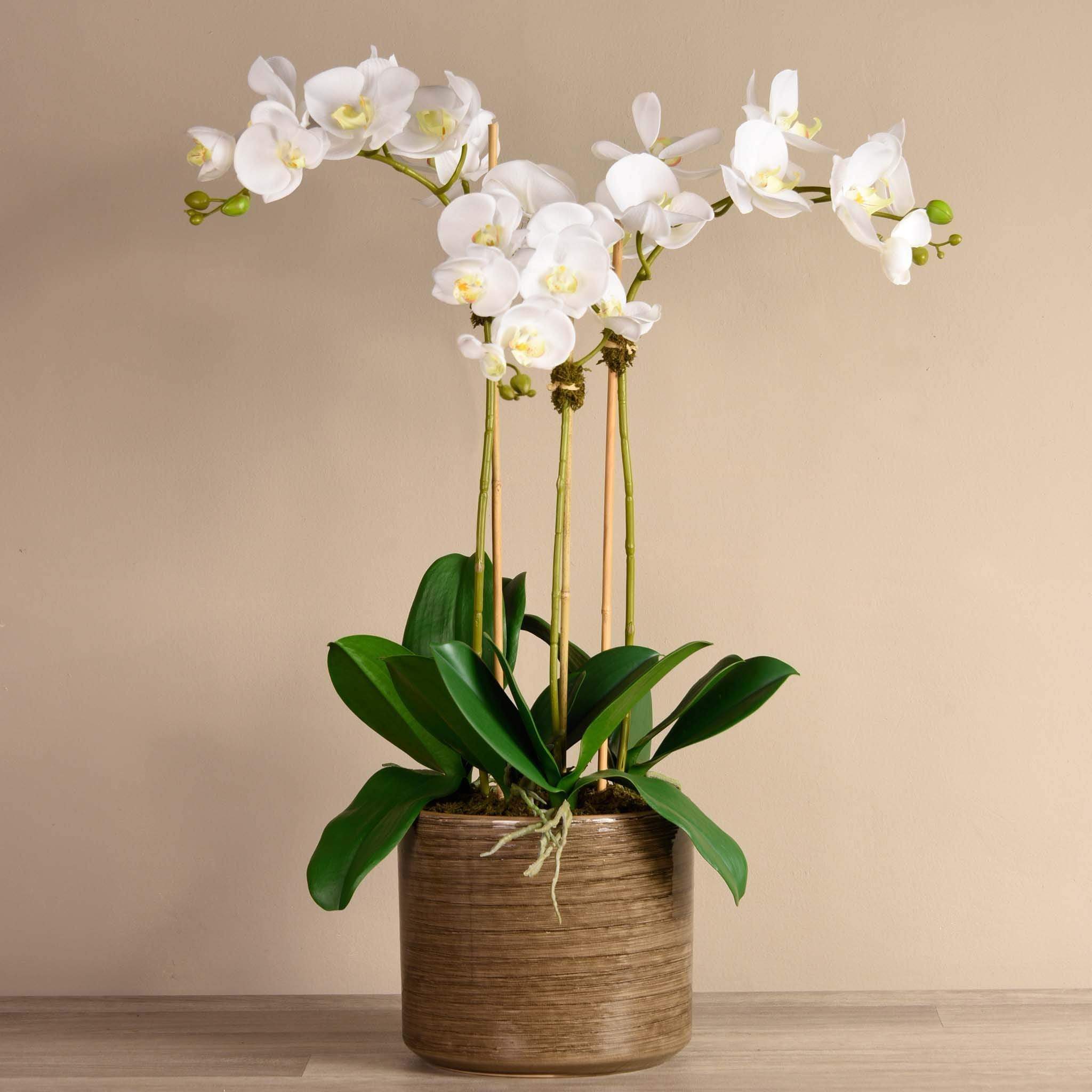 Placid Orchid Arrangement - Image 9