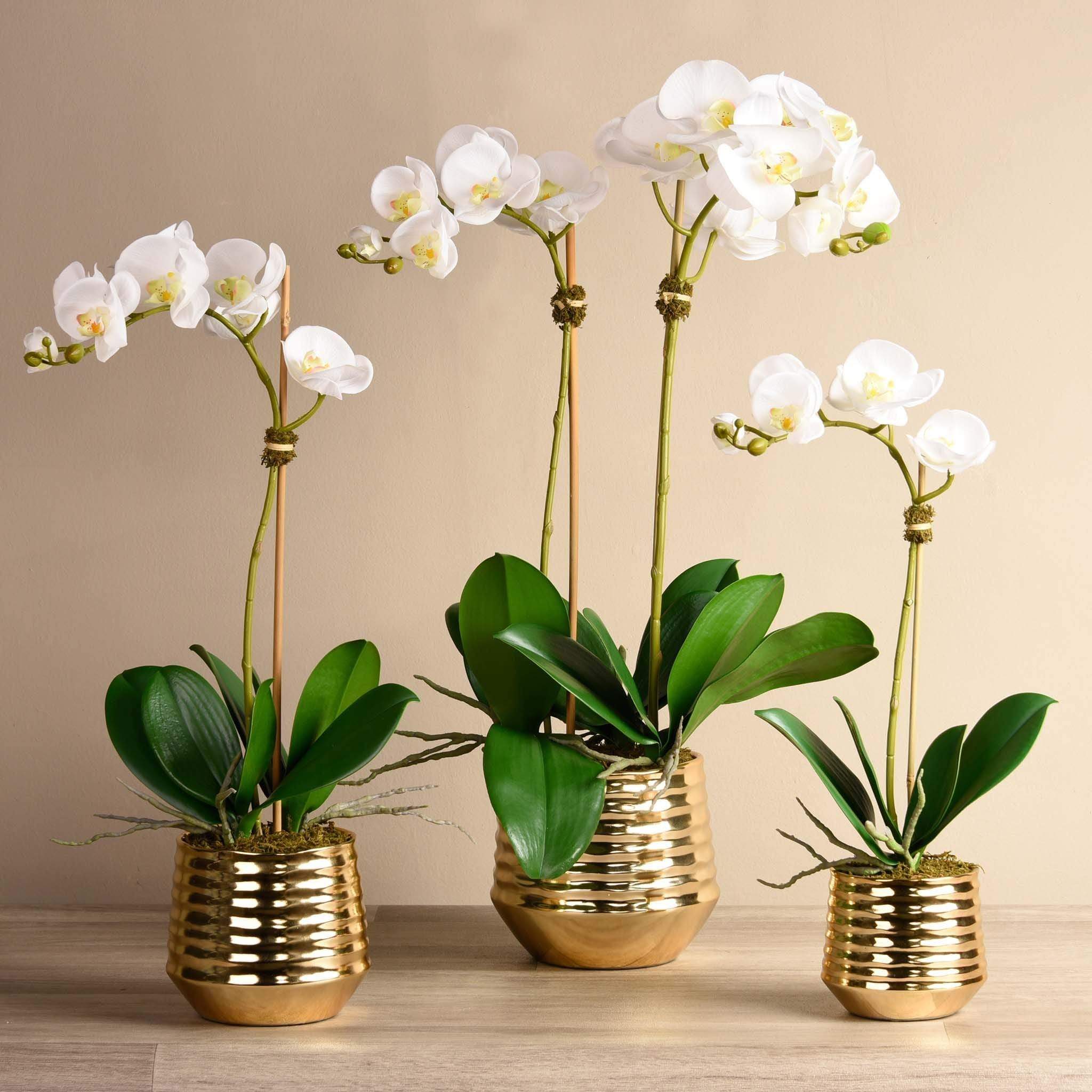 Sphinx Orchid Arrangement