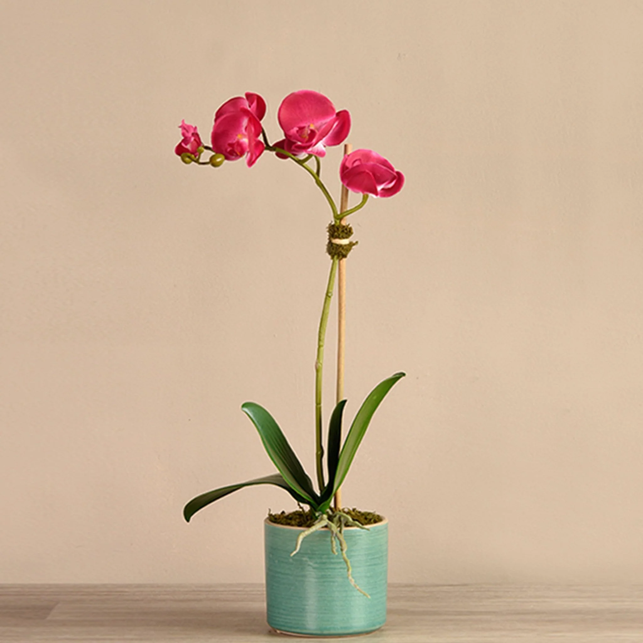 Placid Orchid Arrangement - Image 4