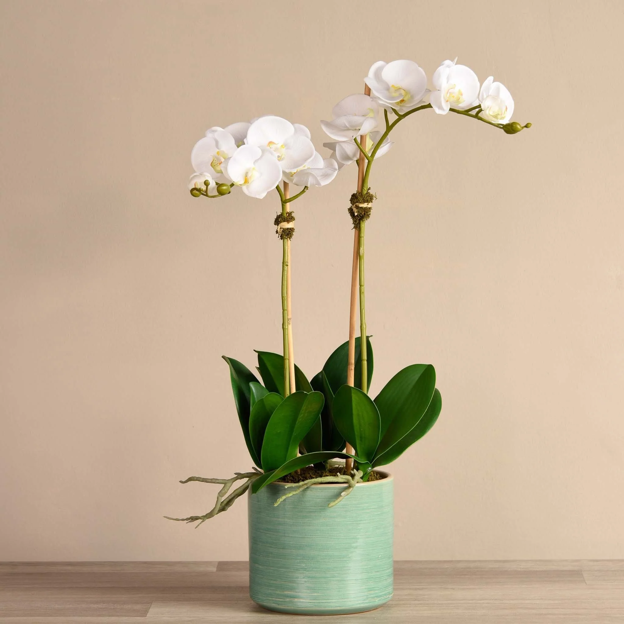 Placid Orchid Arrangement - Image 5