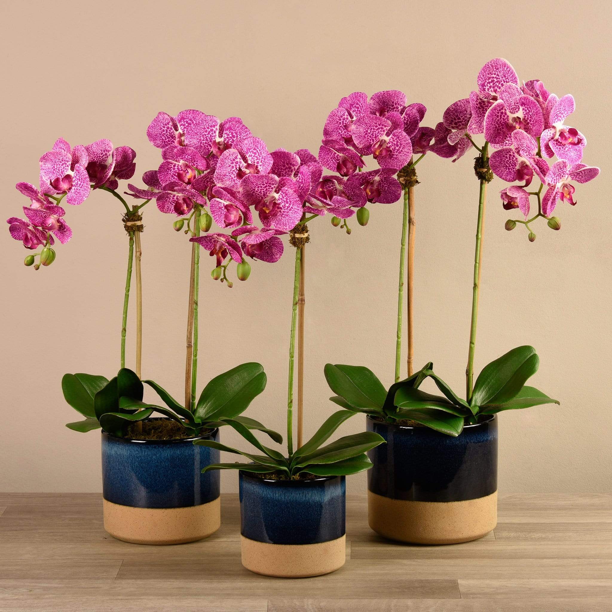 Artificial Orchid Arrangement