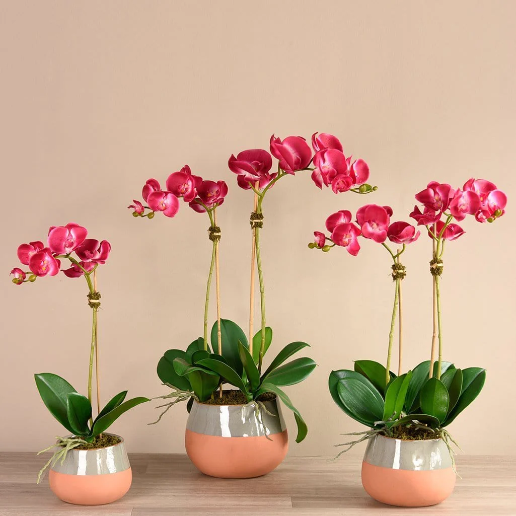 Santa Fe Orchid Arrangement - Image 2