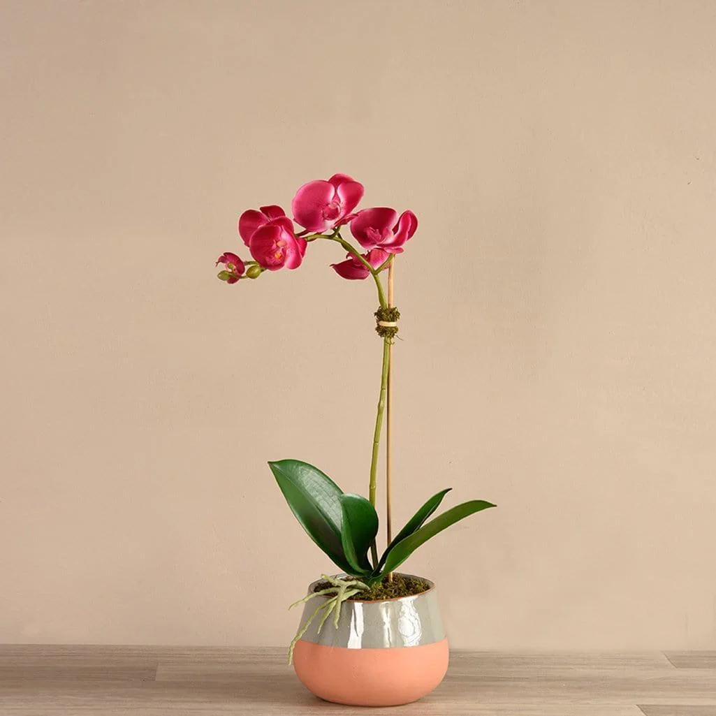 Santa Fe Orchid Arrangement - Image 6