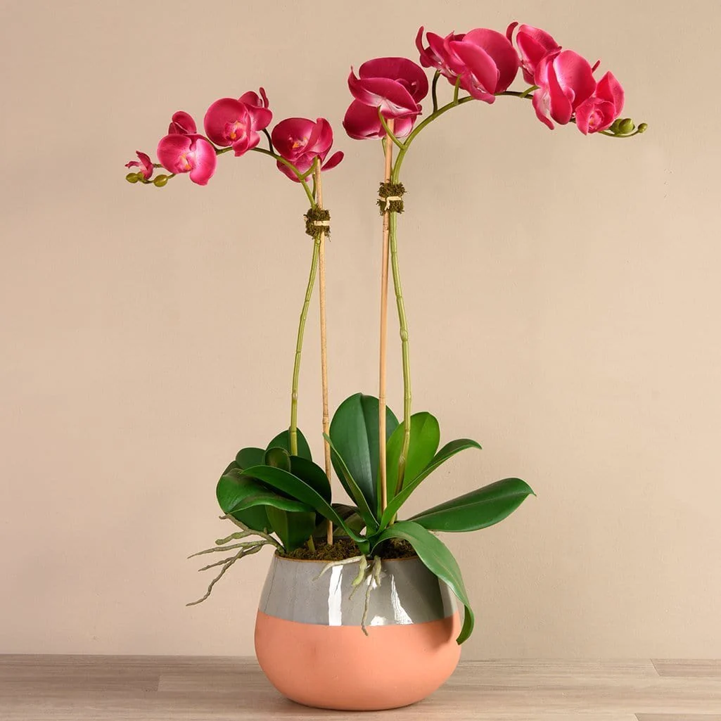 Santa Fe Orchid Arrangement - Image 8