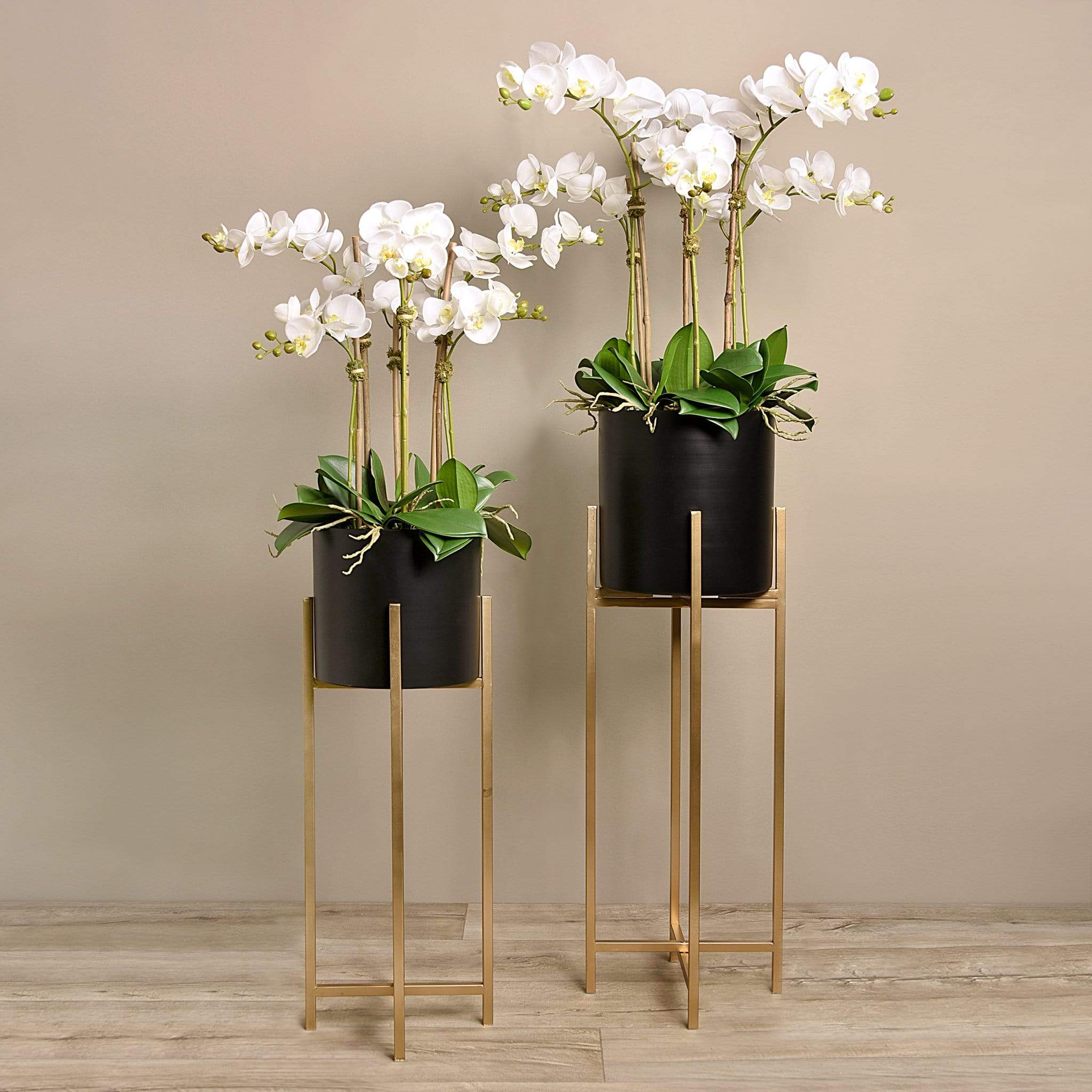 Orchid Arrangement