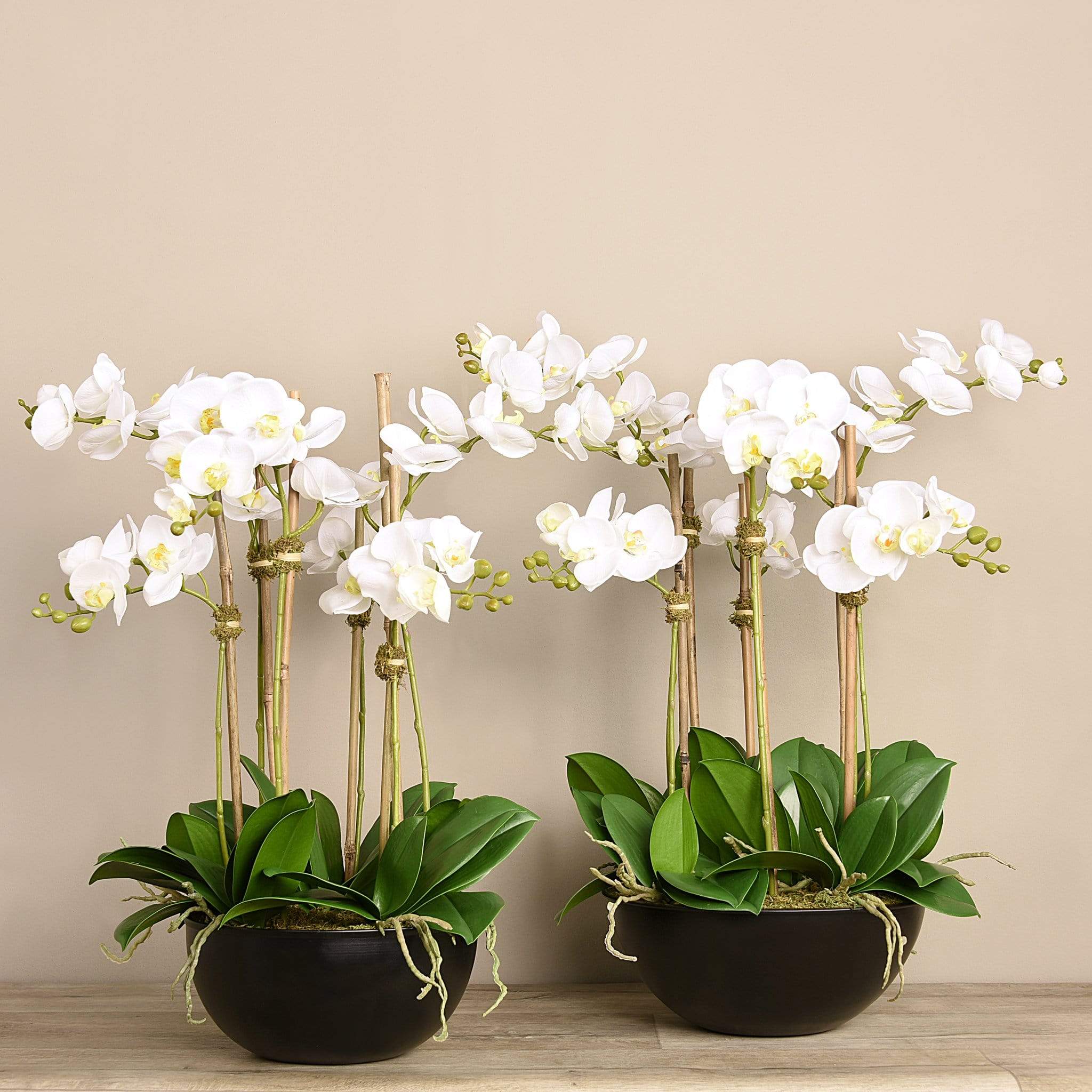 Orchid Arrangement