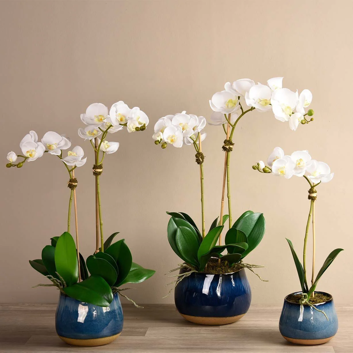 Santa Fe Orchid Arrangement
