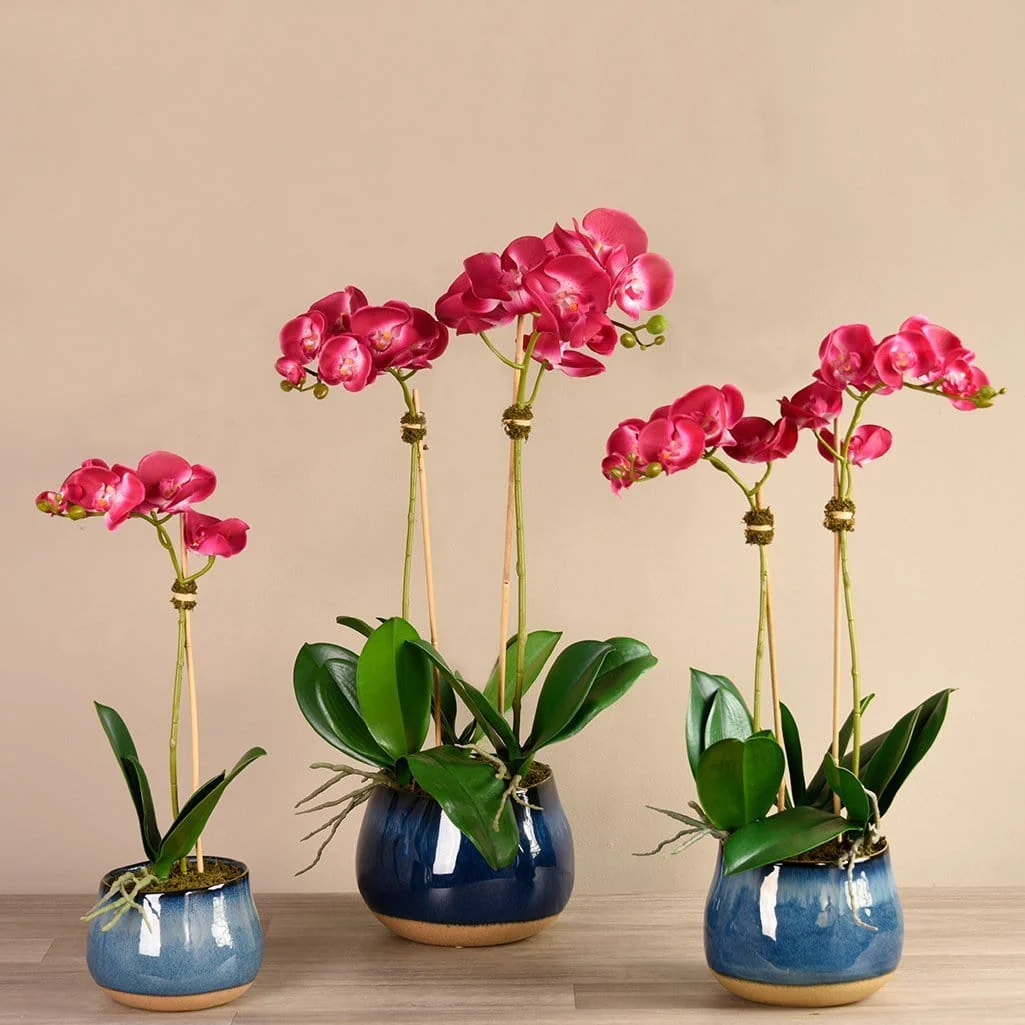 Santa Fe Orchid Arrangement - Image 2