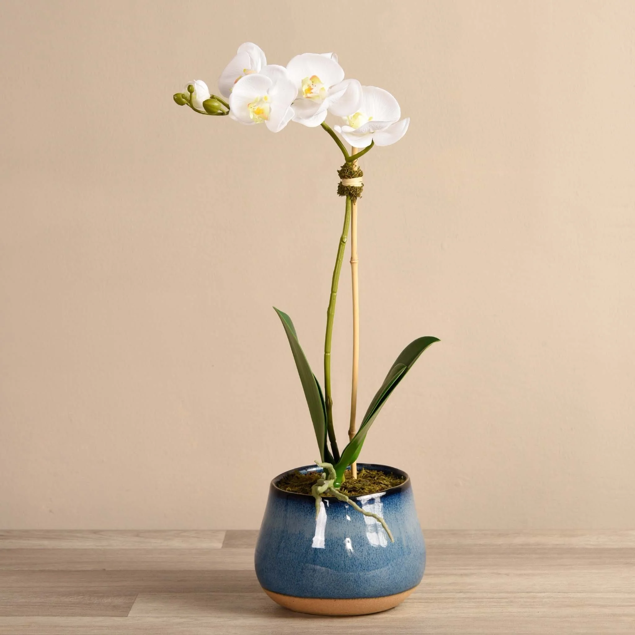 Santa Fe Orchid Arrangement - Image 3