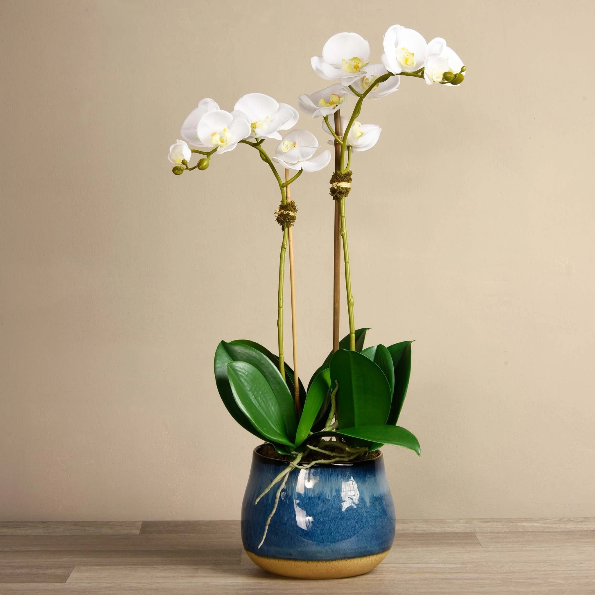 Santa Fe Orchid Arrangement - Image 4