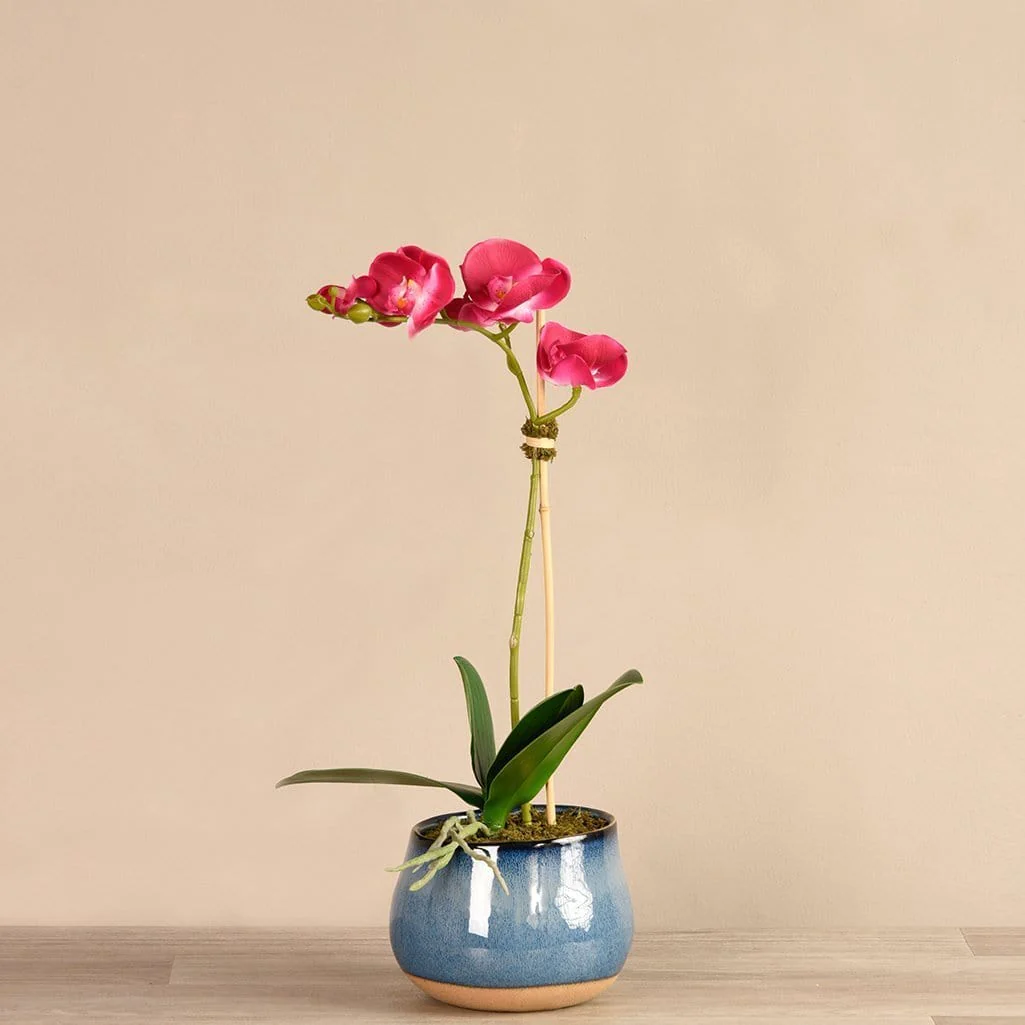 Santa Fe Orchid Arrangement - Image 6
