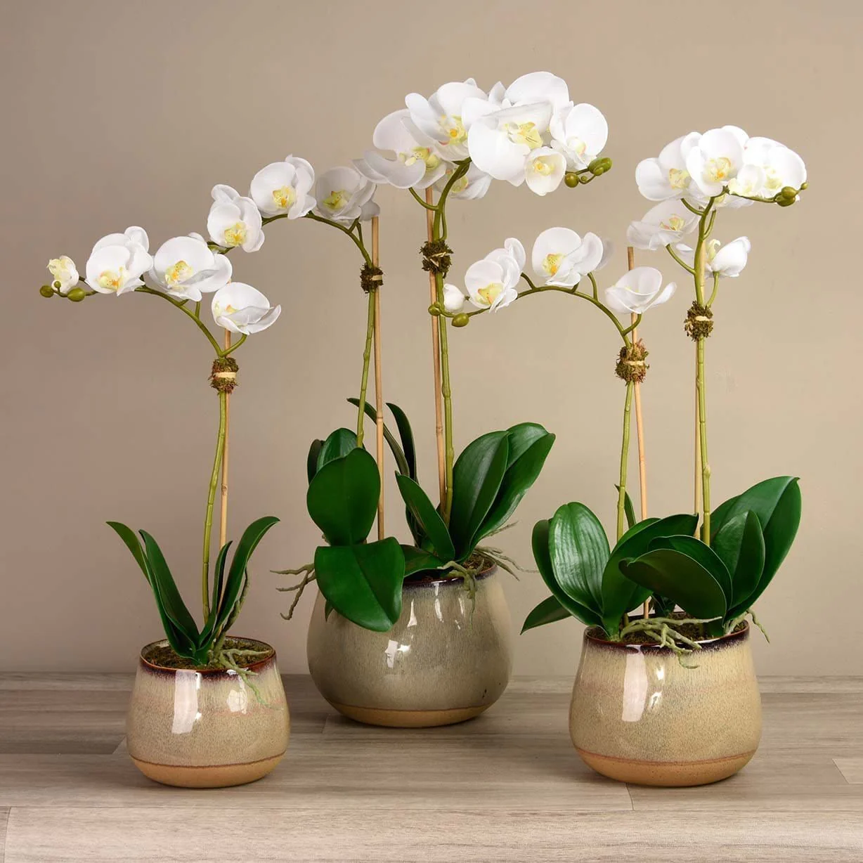 Santa Fe Orchid Arrangement