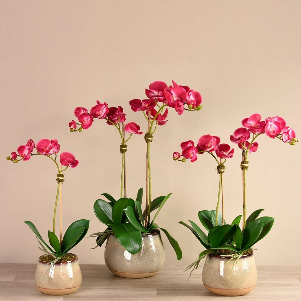 Santa Fe Orchid Arrangement - Image 2