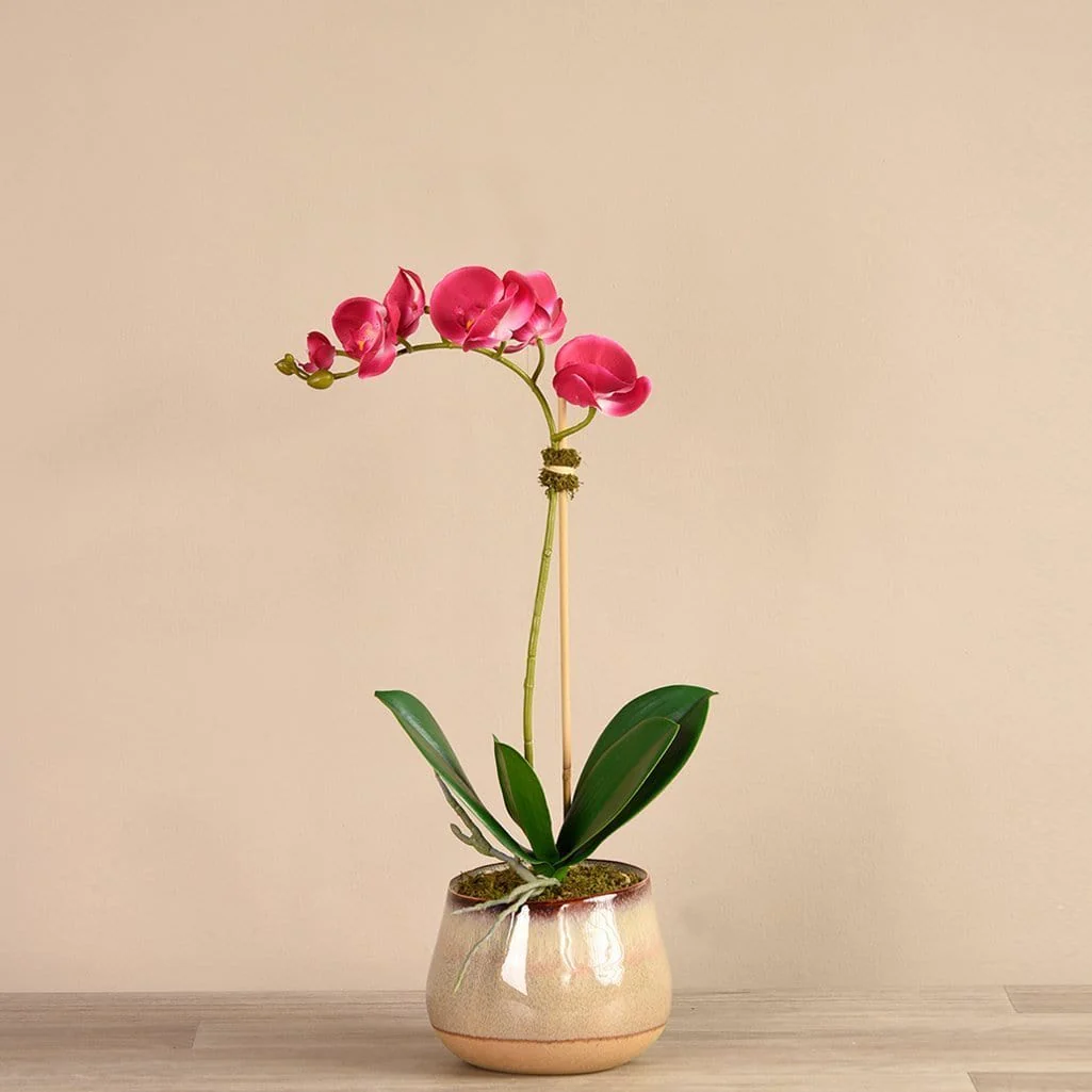 Santa Fe Orchid Arrangement - Image 6