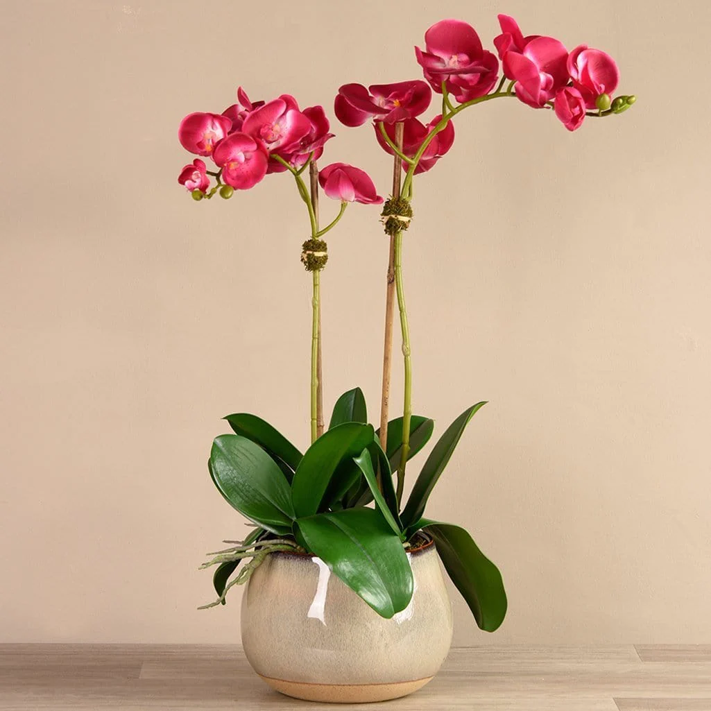 Santa Fe Orchid Arrangement - Image 8