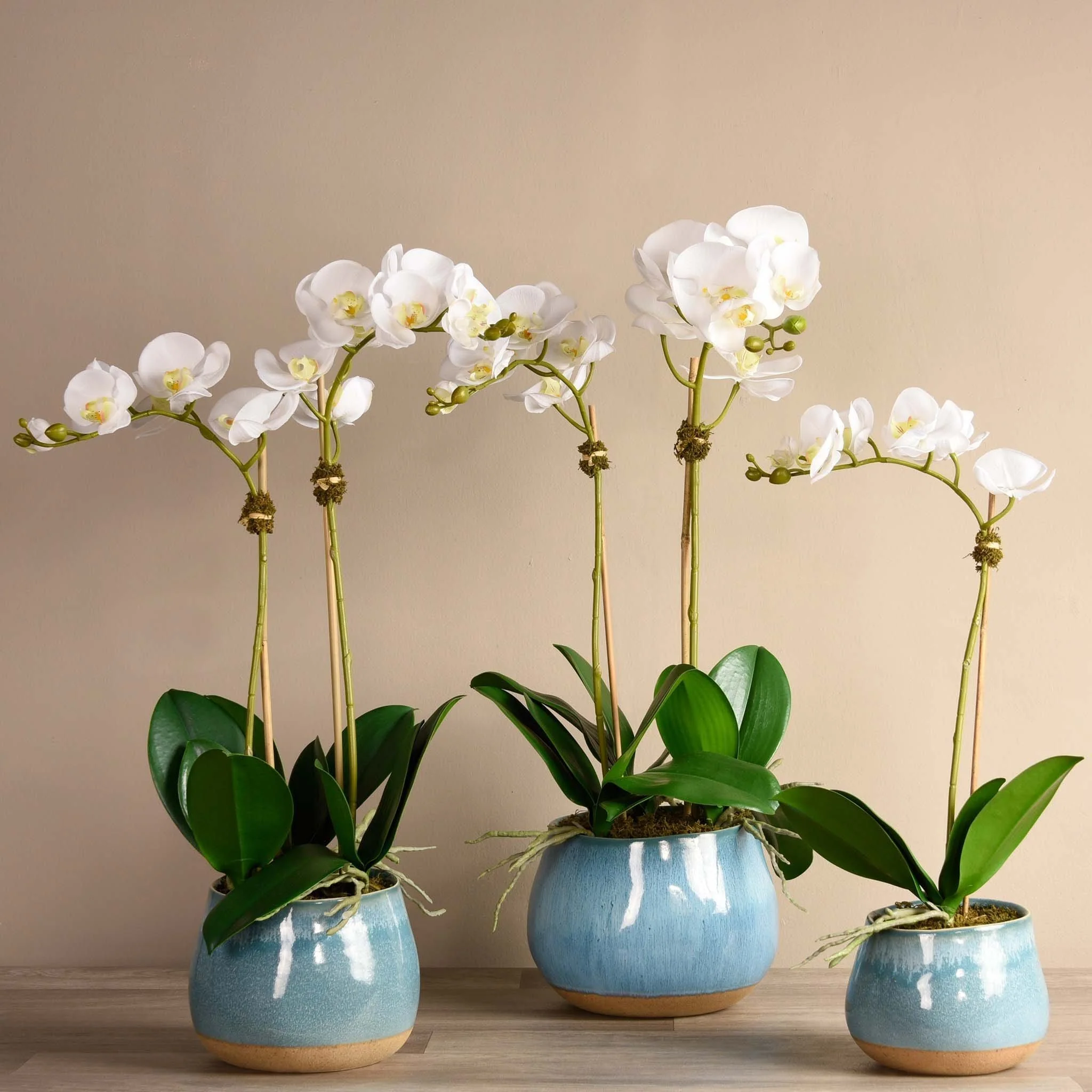 Santa Fe Orchid Arrangement