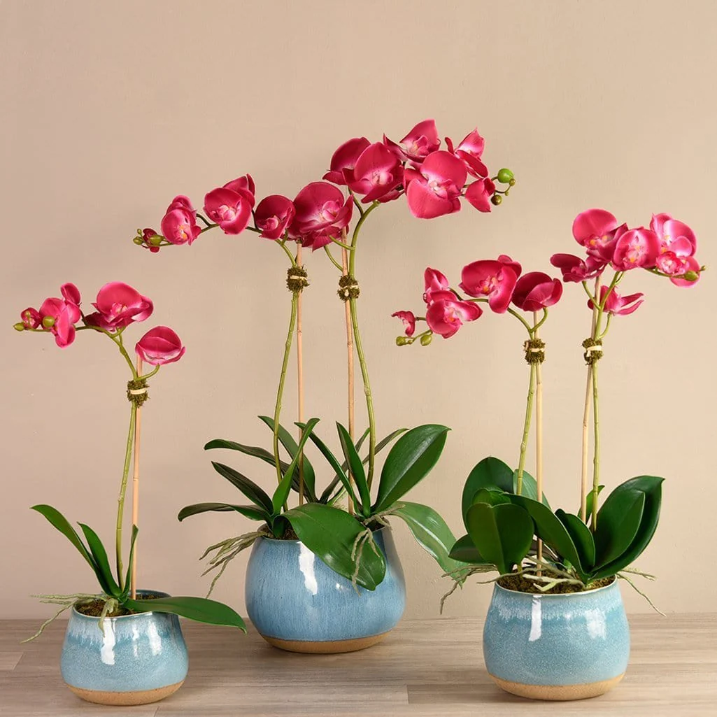 Santa Fe Orchid Arrangement - Image 2