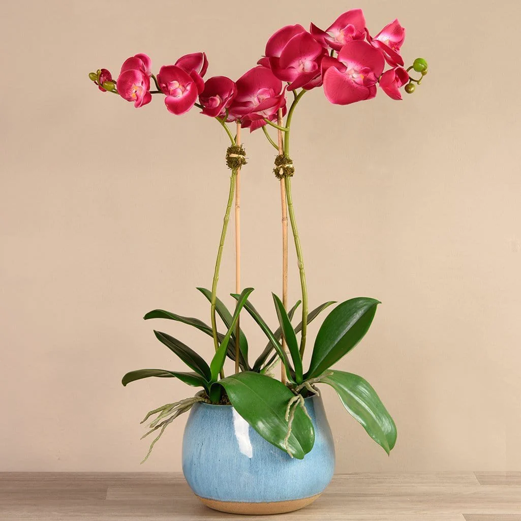 Santa Fe Orchid Arrangement - Image 8